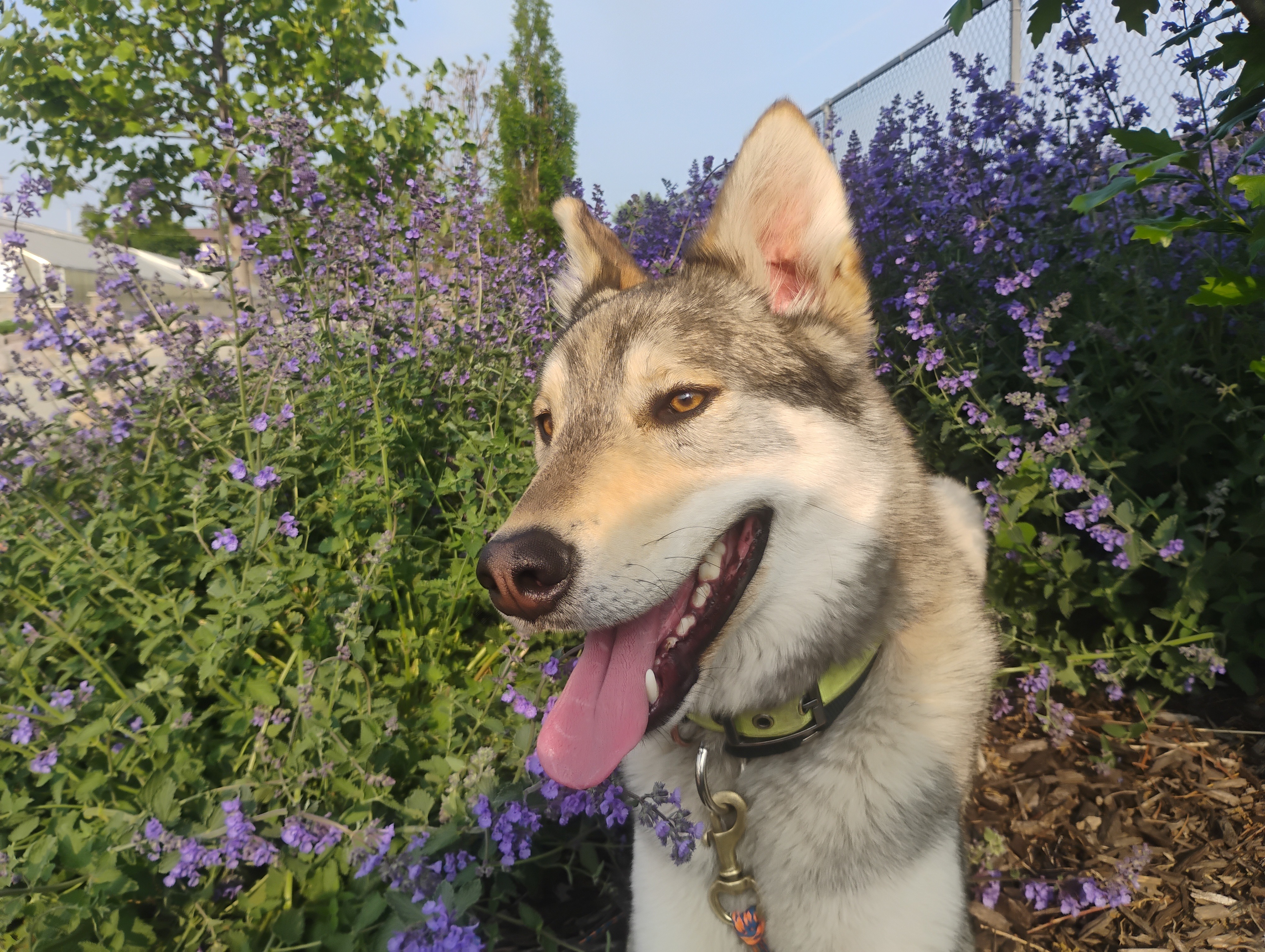 Help Joe and His Rescue Dogs Race in Alaska campaign photo, 2 of 5