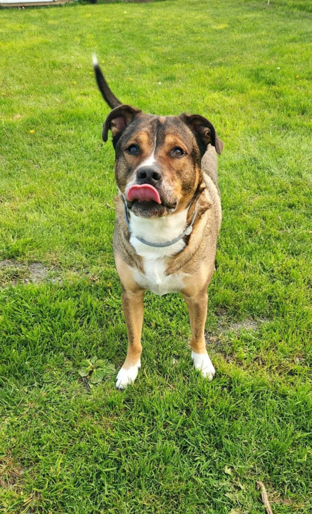Help Buddy Walk Again: TPLO Surgery for the Gentle Giant campaign photo, 7 of 8