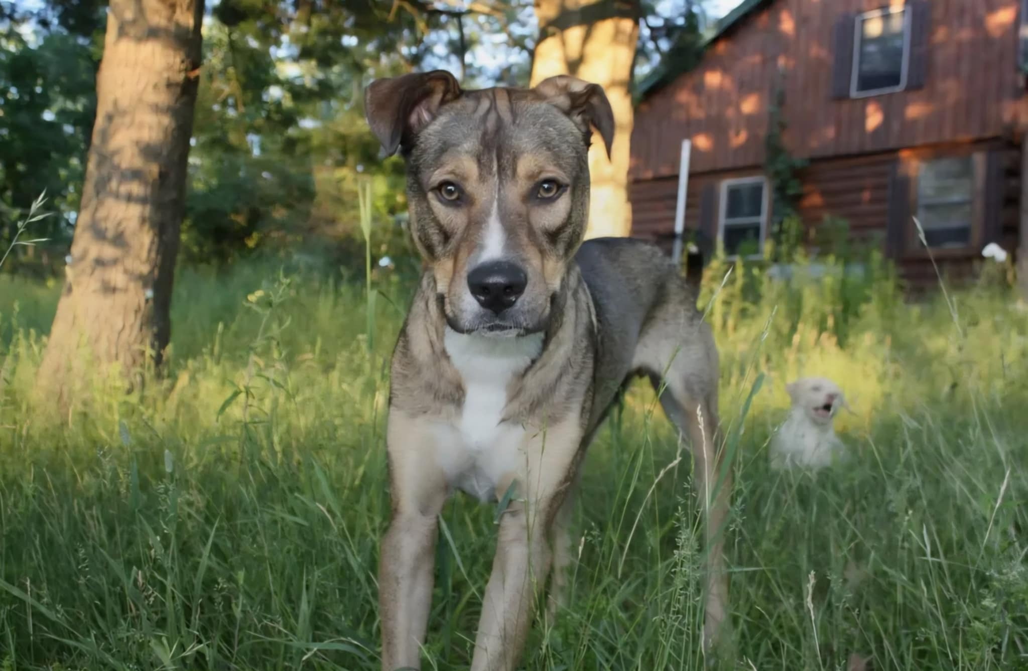 Help Buddy Walk Again: TPLO Surgery for the Gentle Giant campaign photo, 2 of 8