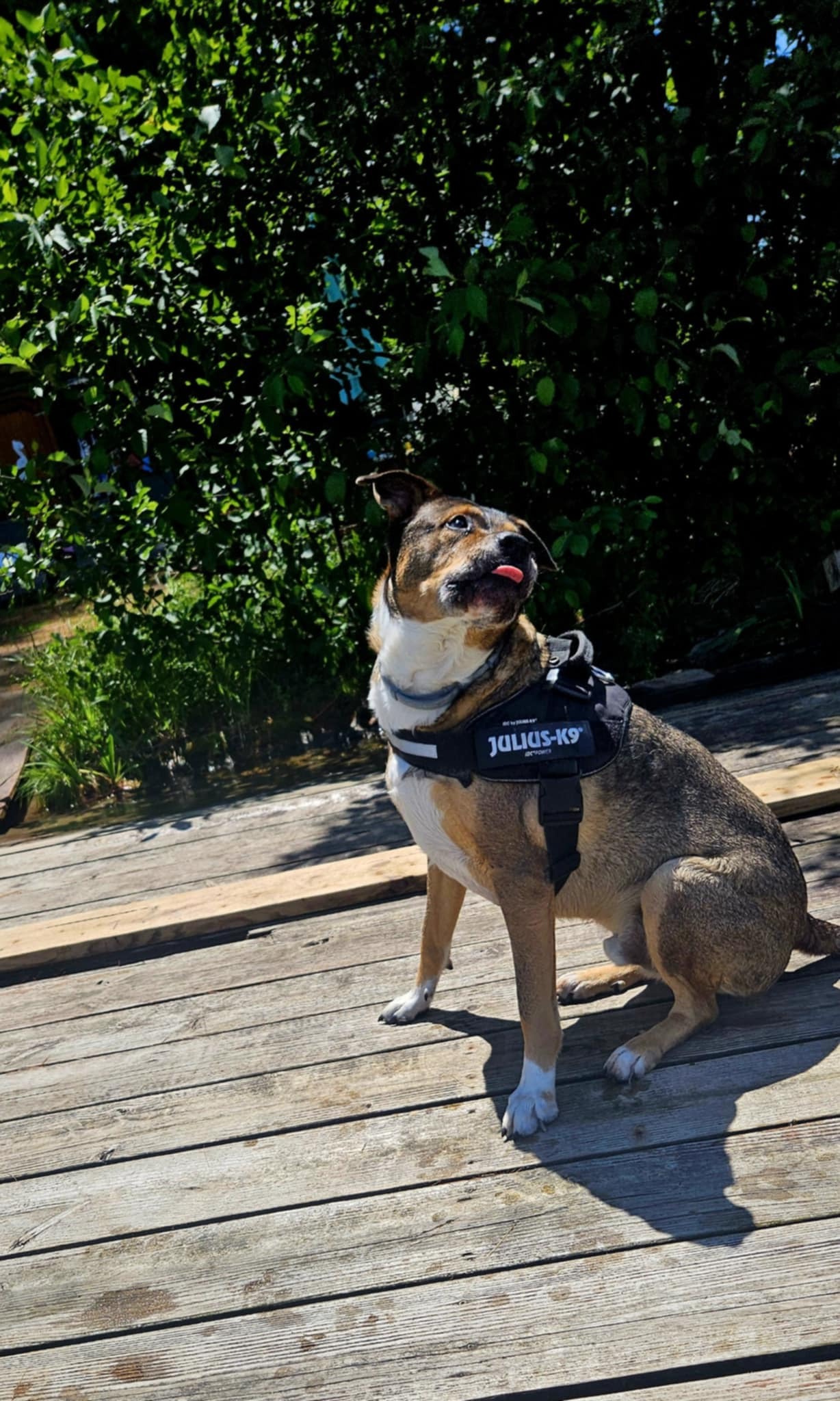 Help Buddy Walk Again: TPLO Surgery for the Gentle Giant campaign photo, 6 of 8
