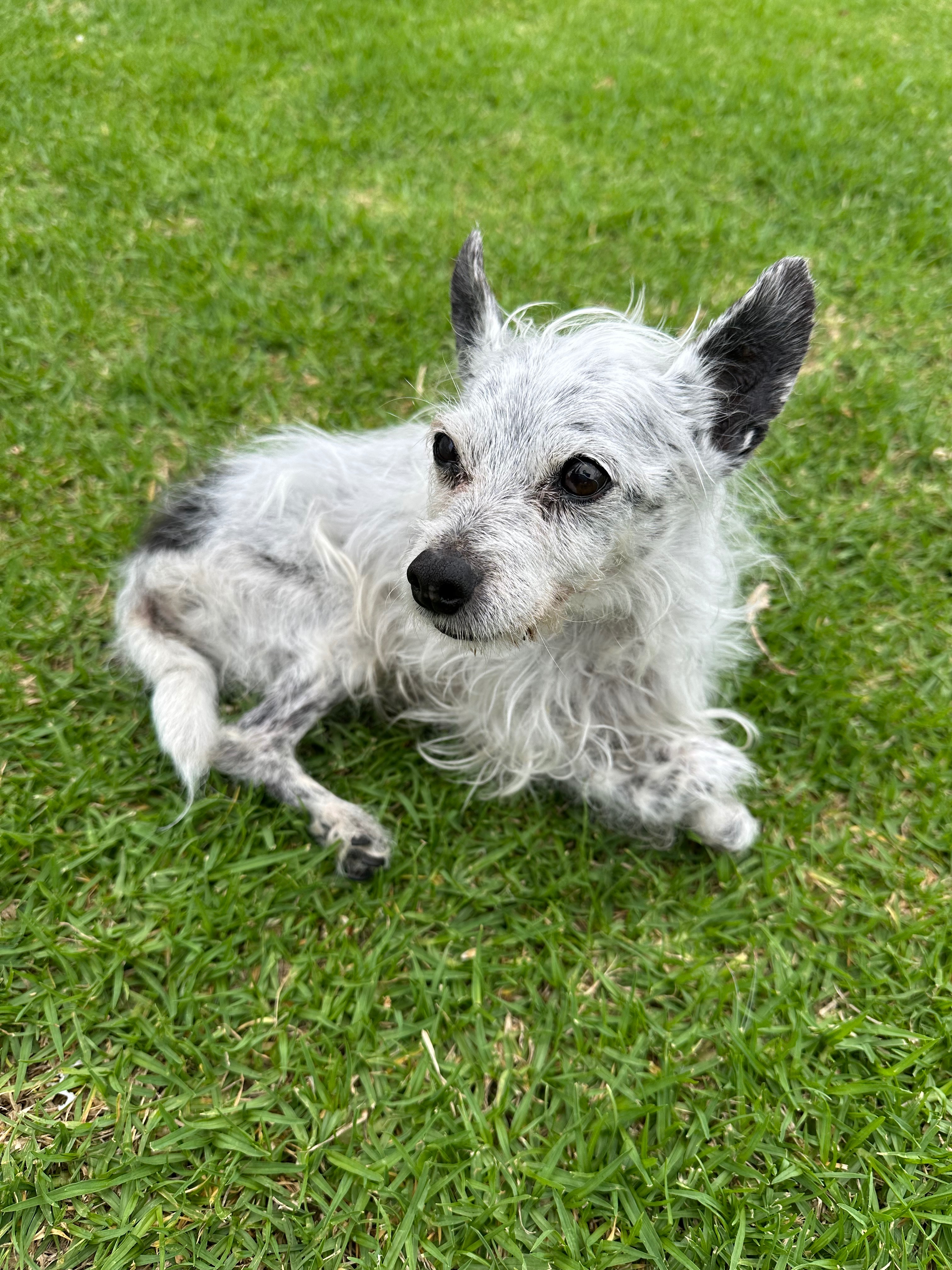 Help to pay little, senior Floyd’s medical bill. campaign photo, 5 of 6