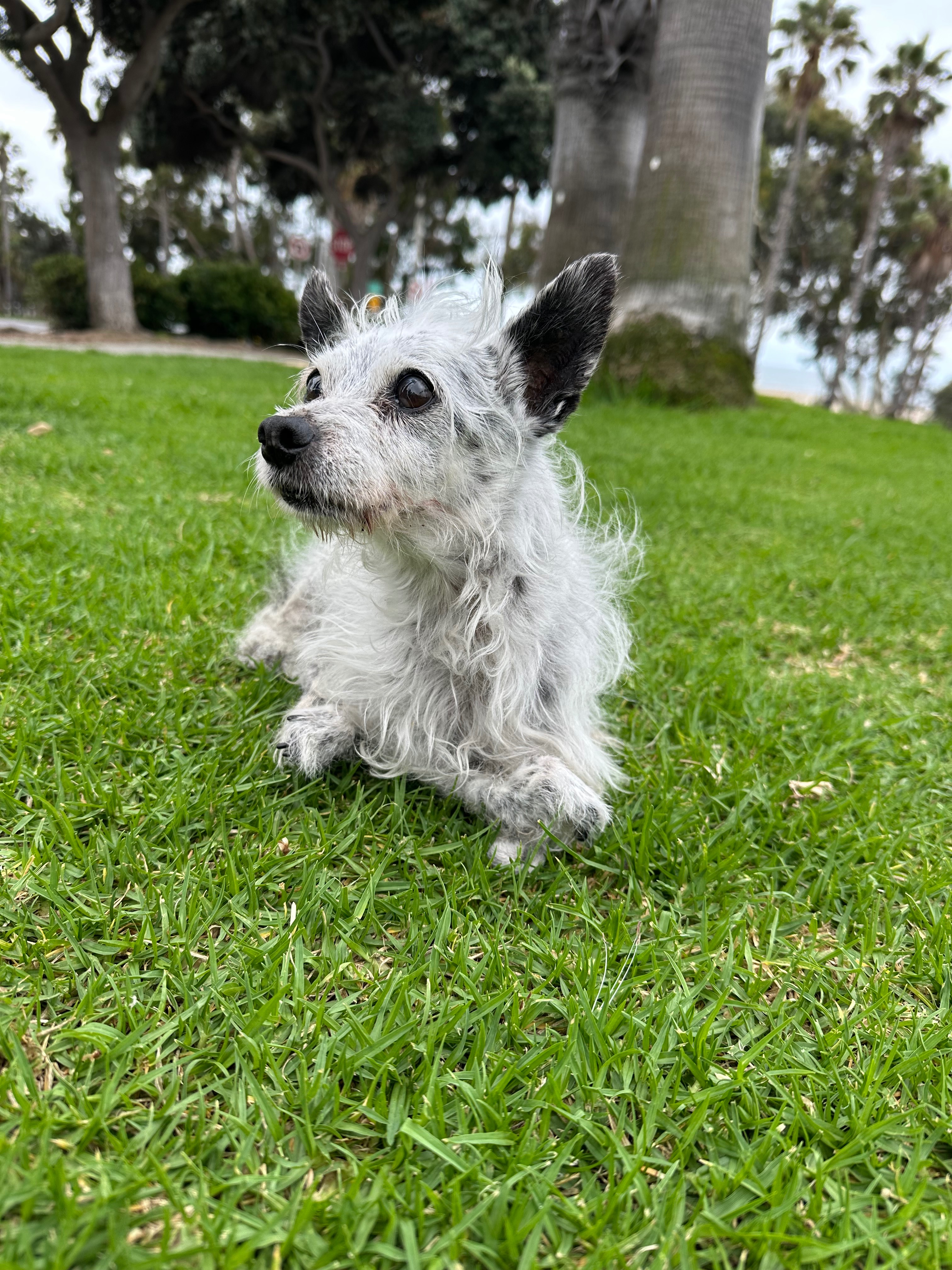 Help to pay little, senior Floyd’s medical bill. campaign photo, 2 of 6