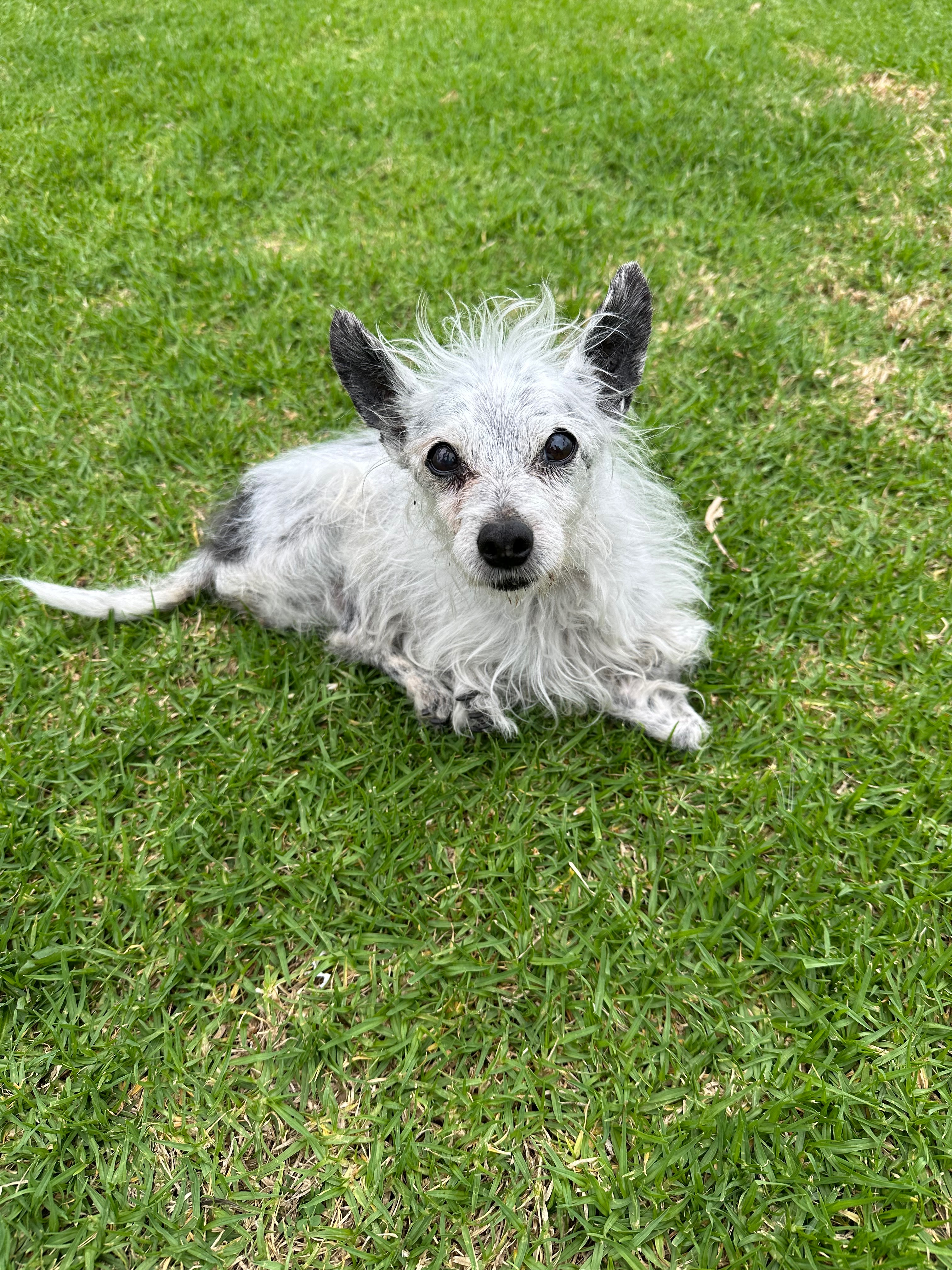 Help to pay little, senior Floyd’s medical bill. campaign photo, 4 of 6