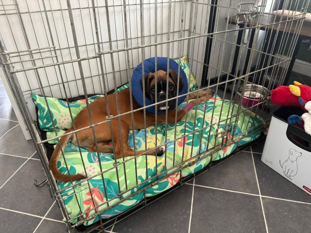 Neville's troublesome testicle surgery. campaign photo, 5 of 8