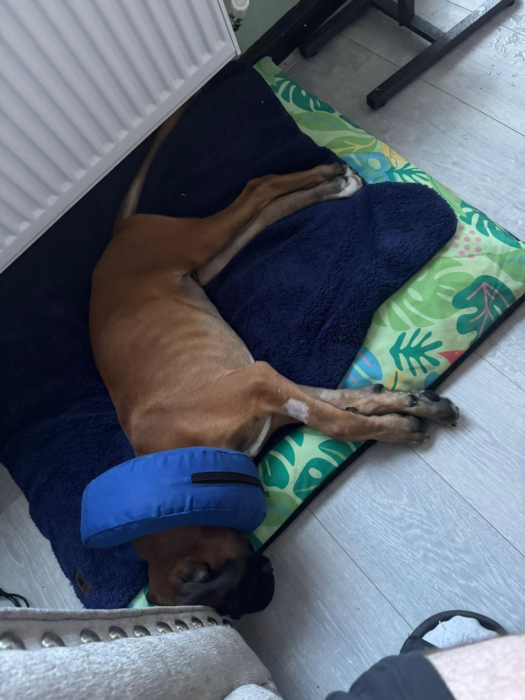 Neville's troublesome testicle surgery. campaign photo, 6 of 8