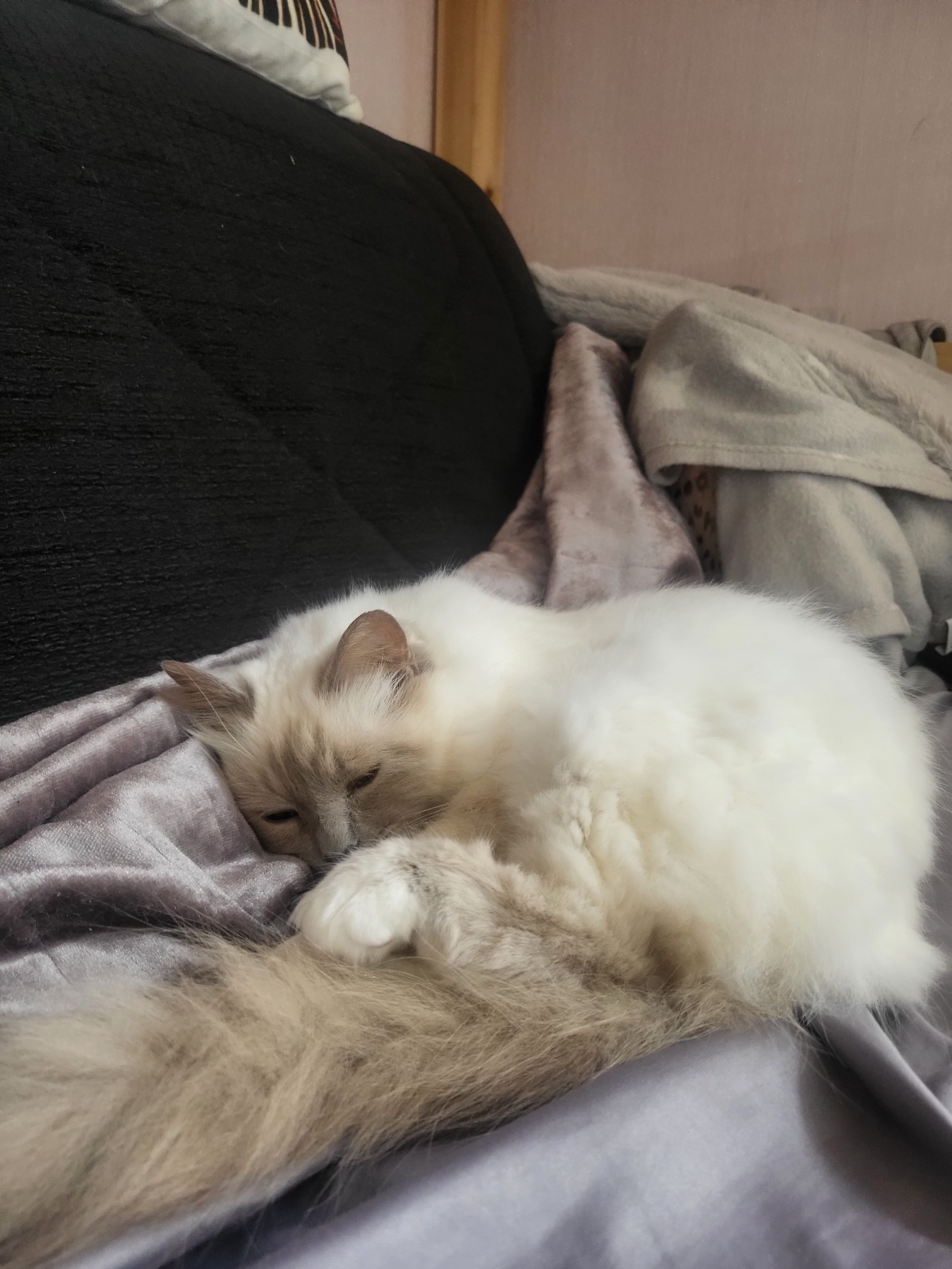 Please help pay for my cats surgery campaign photo, 2 of 4