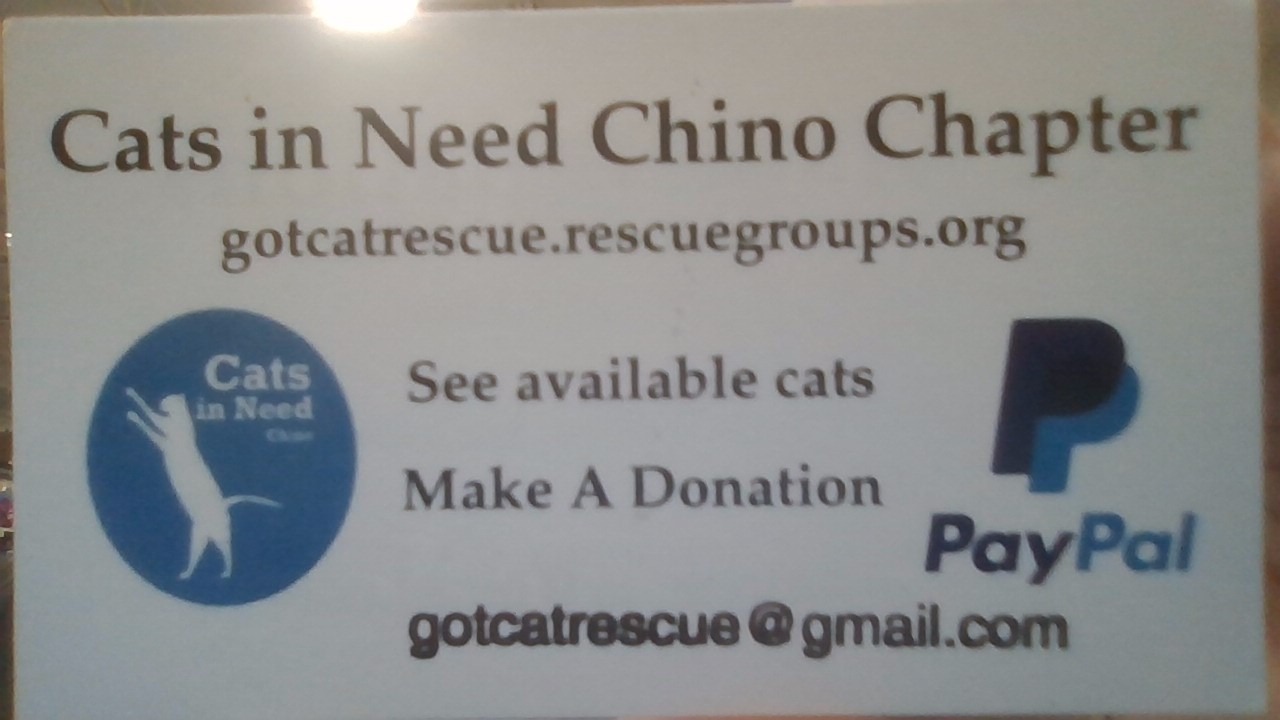 Help Us Find Homes for Cats in Need campaign photo, 2 of 4