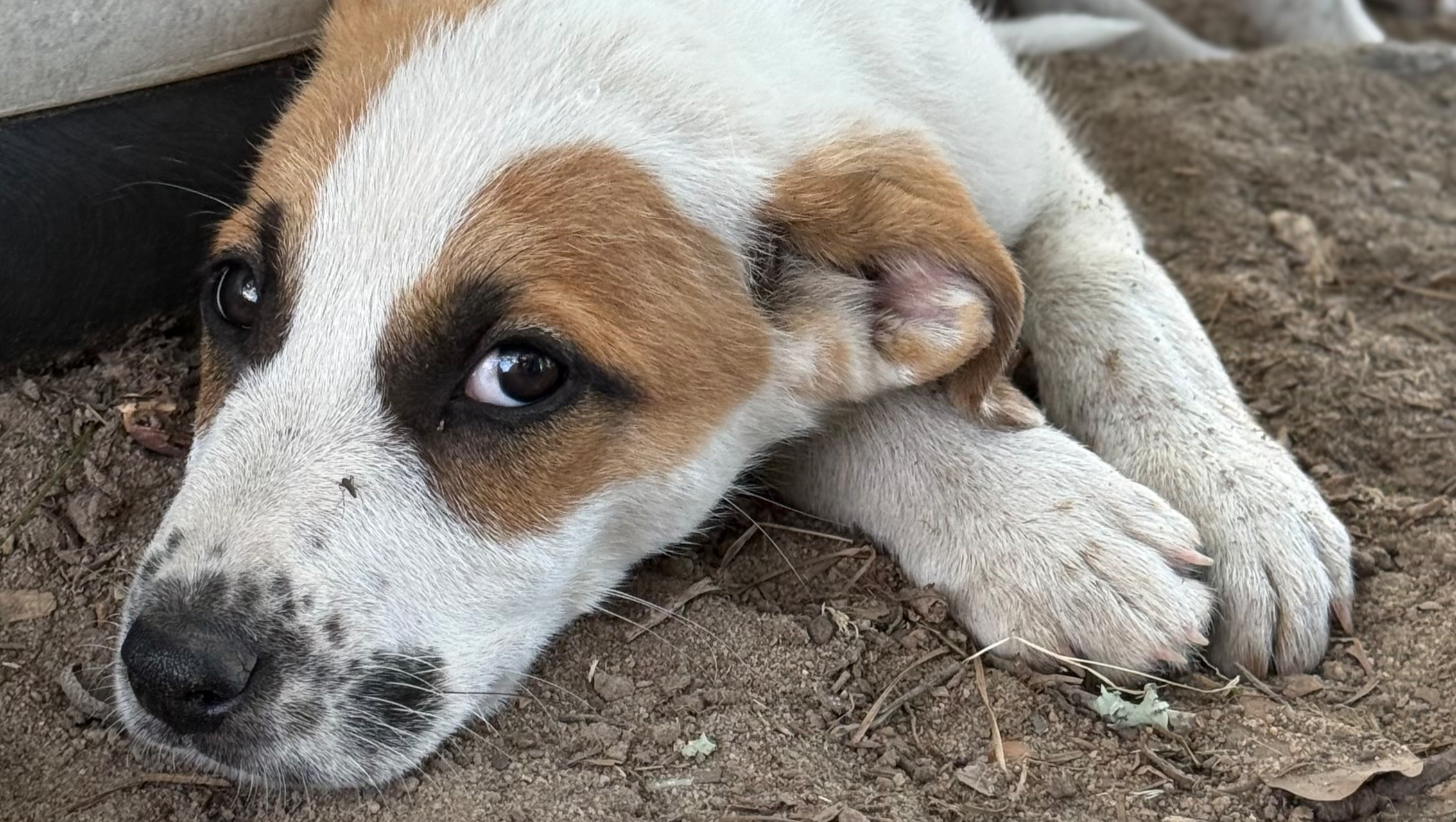 Support Bruiser's Journey to Washington