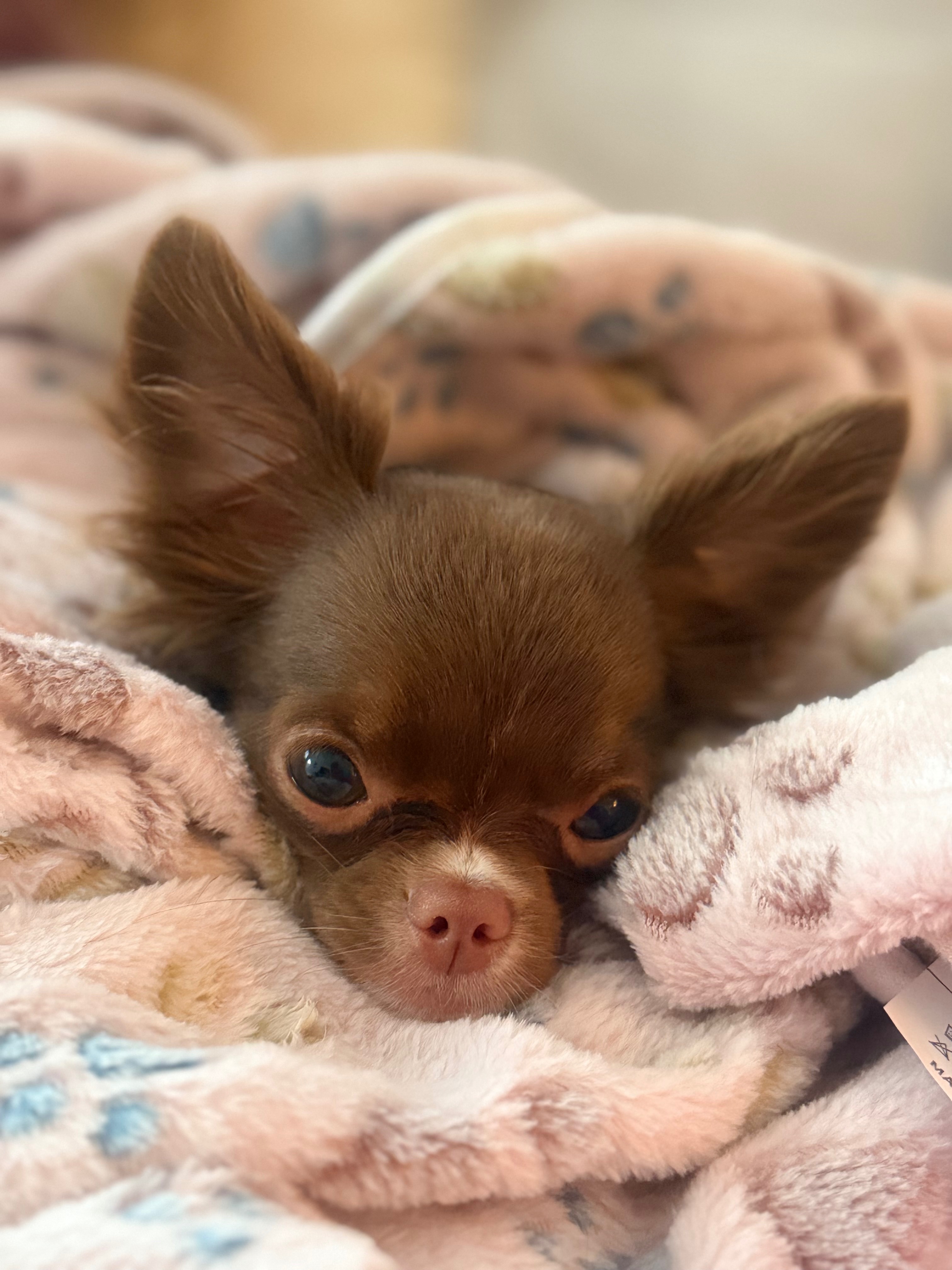 Help get Daisy healthy. campaign photo, 2 of 6