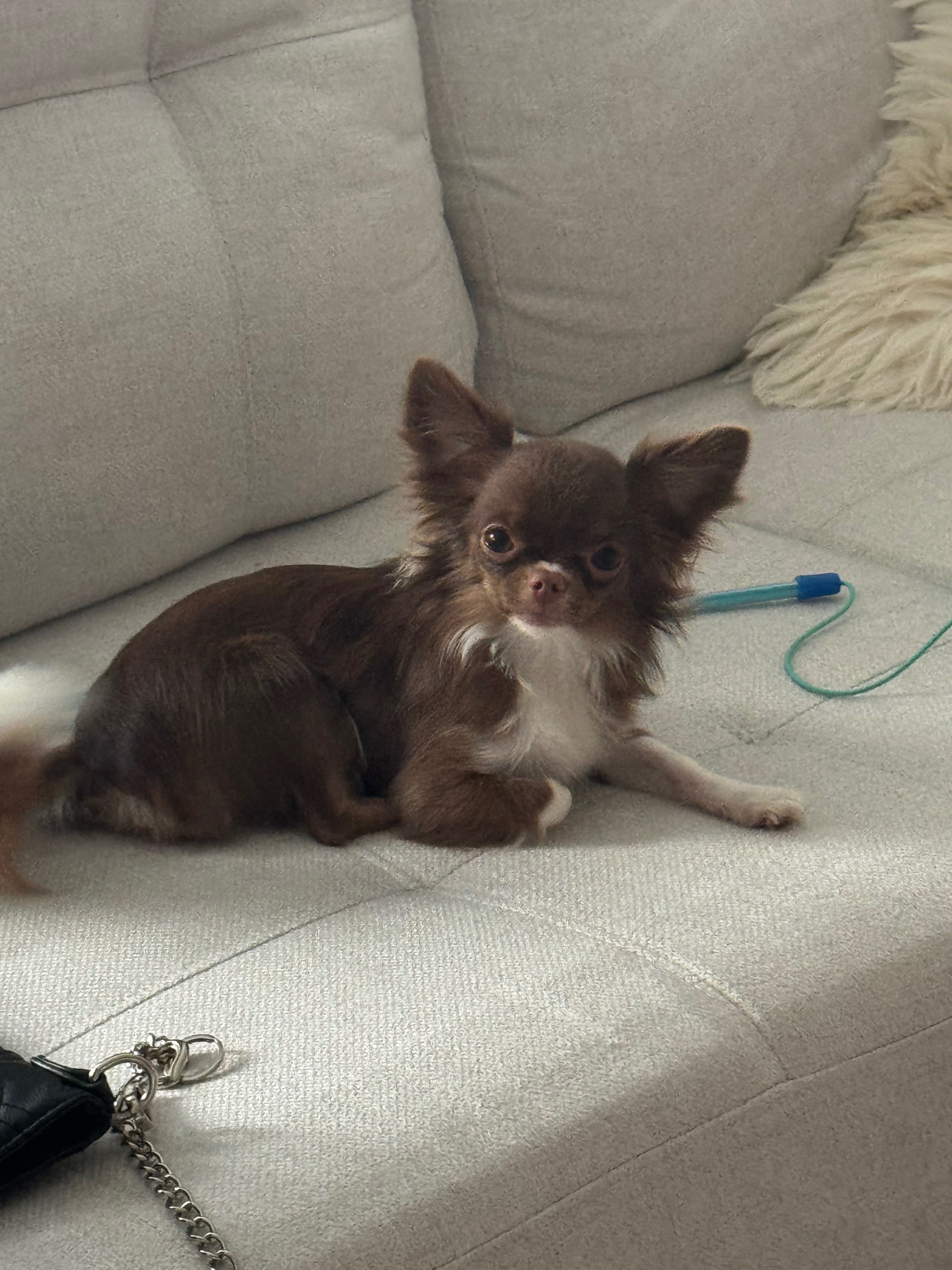 Help get Daisy healthy. campaign photo, 4 of 6