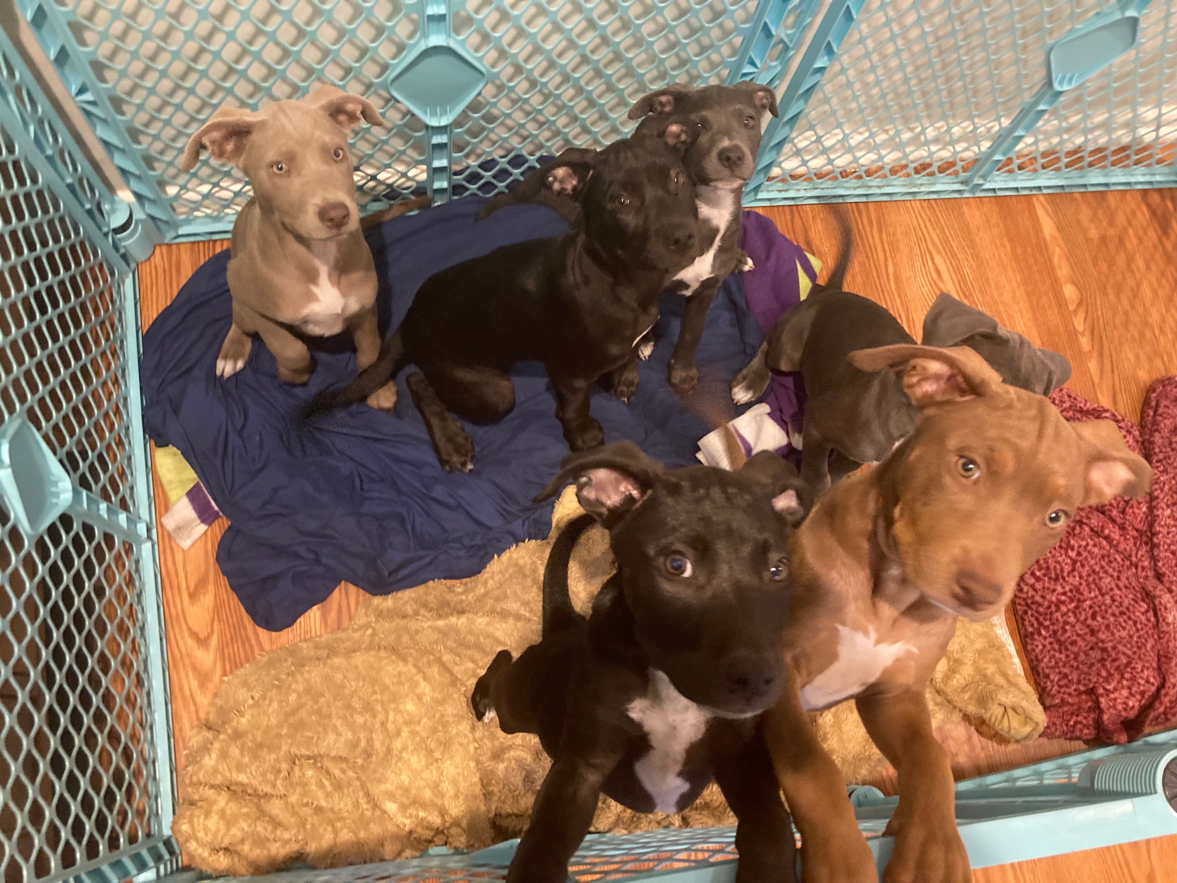 Help Daniella Care for Rescued Puppies campaign photo, 2 of 4