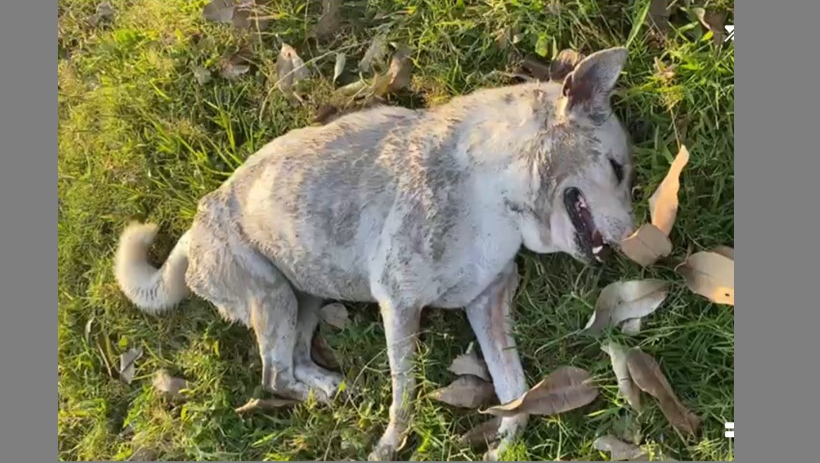 Time Is Running Out for Malu: Please Help Her Beat Cancer. photo