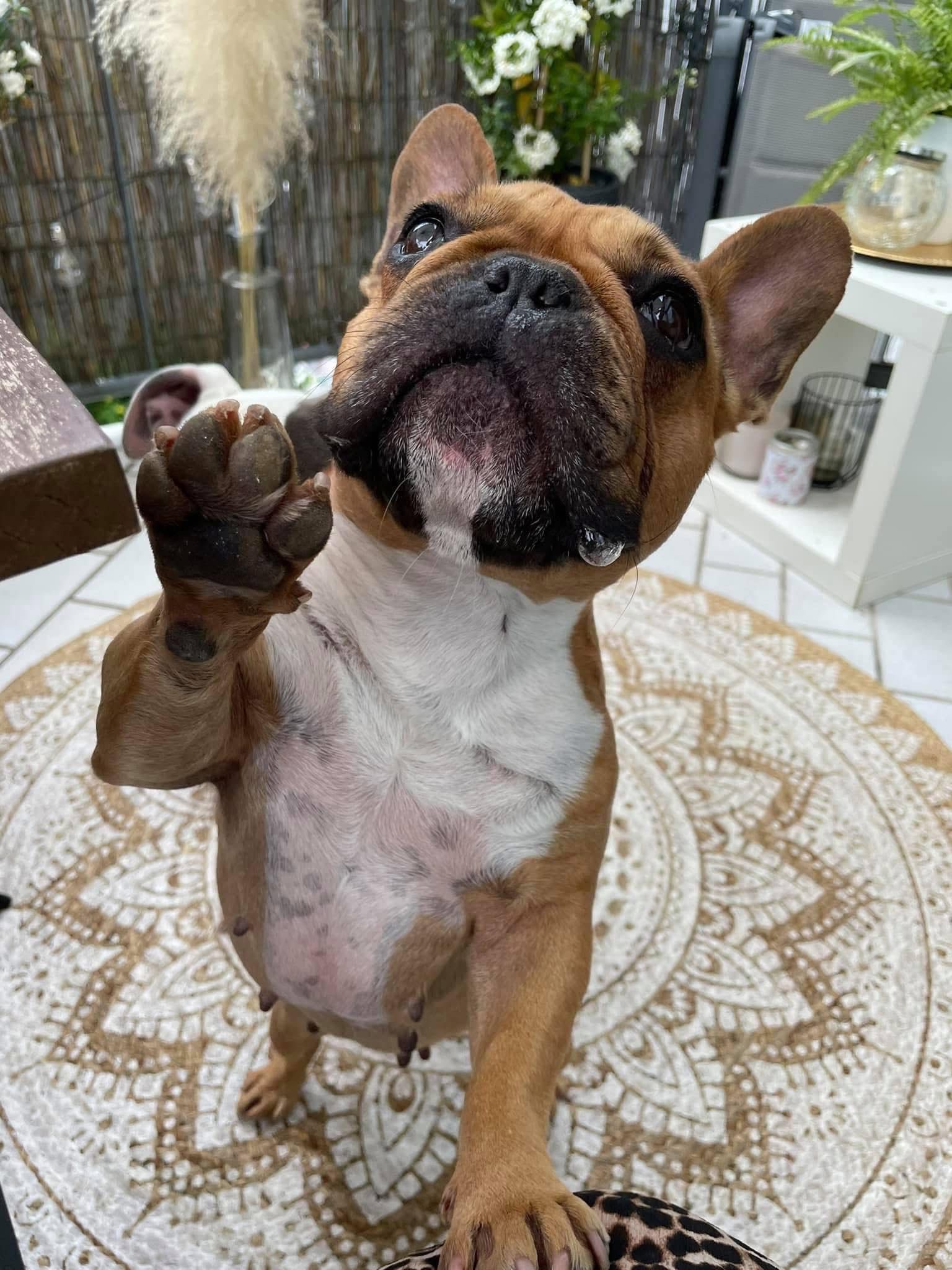 Hilfe für Ivy – Sie kämpft und wir geben nicht auf! campaign photo, 2 of 7