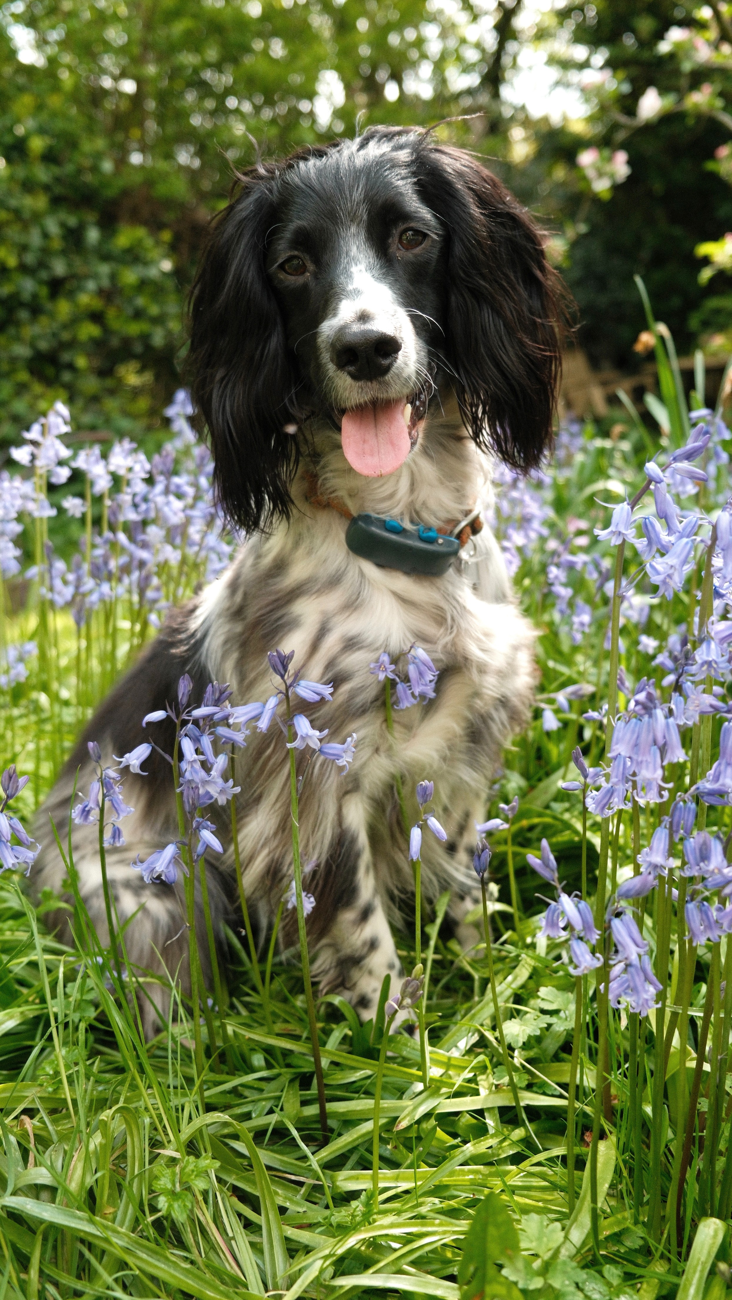 Keep 4 year old Eiger running, even as his liver slows down campaign photo, 7 of 8