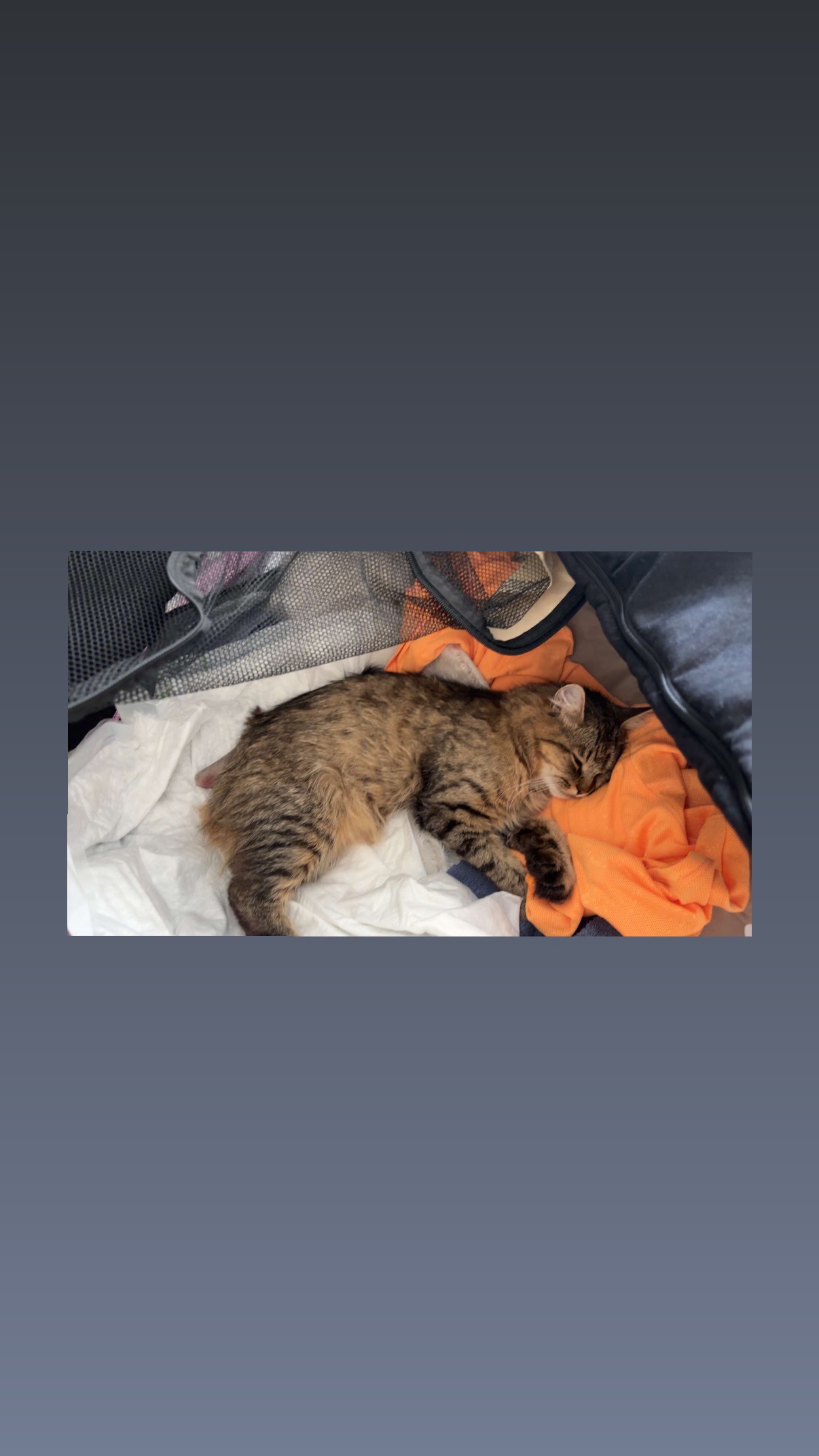 Help met Dierenarts kosten Noenoe campaign photo, 6 of 7