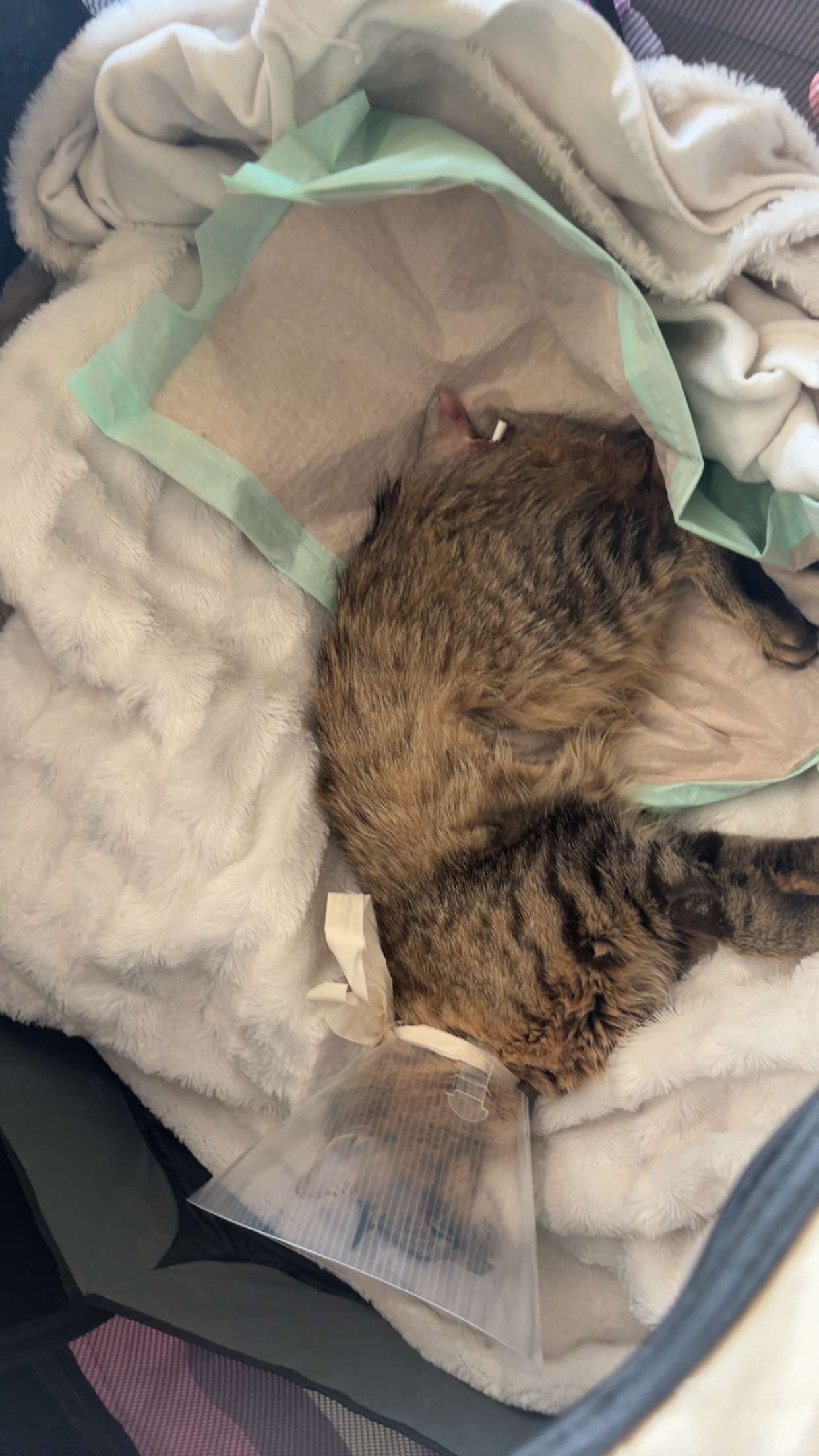 Help met Dierenarts kosten Noenoe campaign photo, 5 of 7