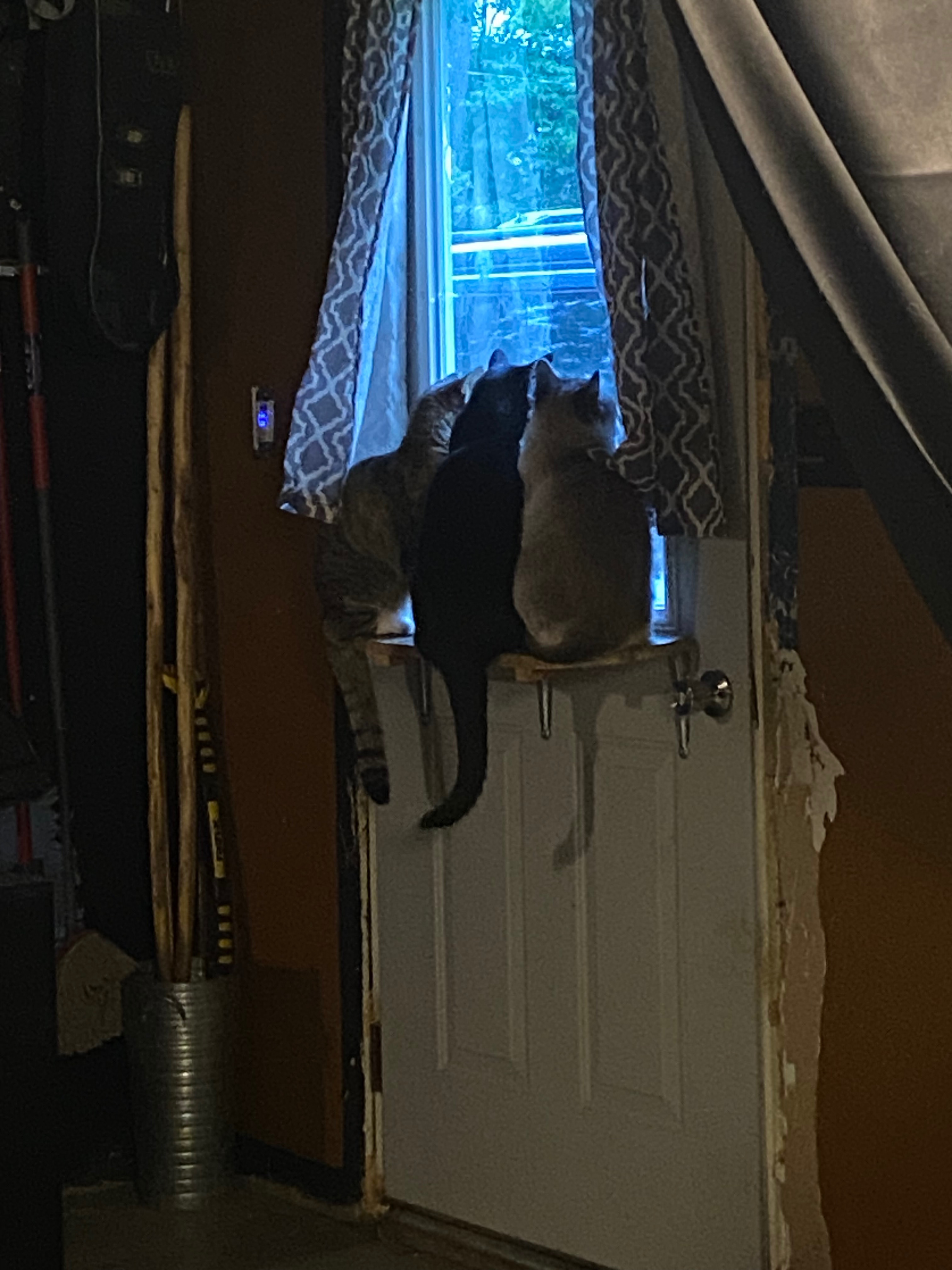 Help Jay, Kyle, and our Kitties’ Journey to a Safe Home campaign photo, 6 of 8