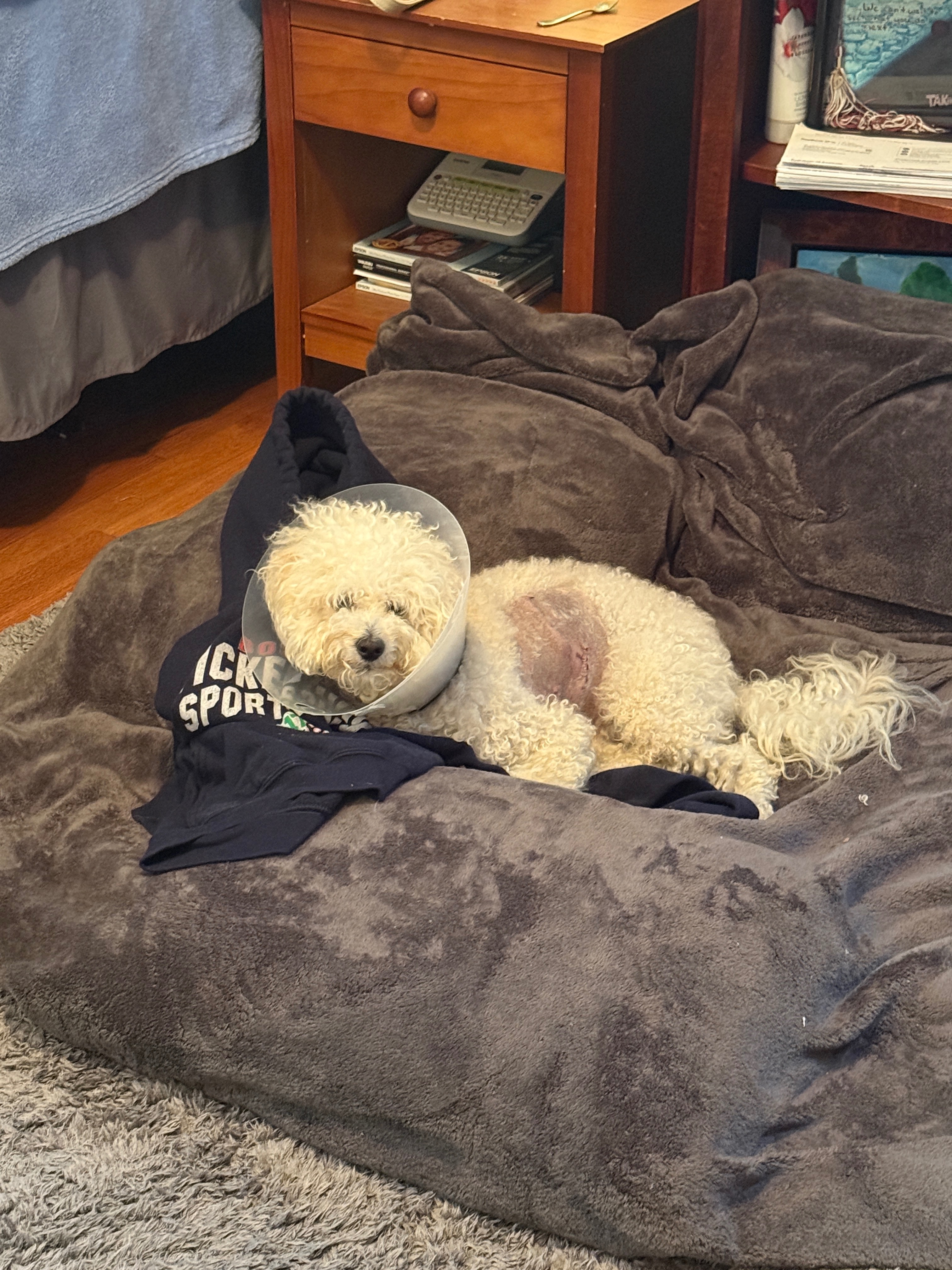 Aid for Kaitlyn's Dog's Recovery After Attack campaign photo, 2 of 8