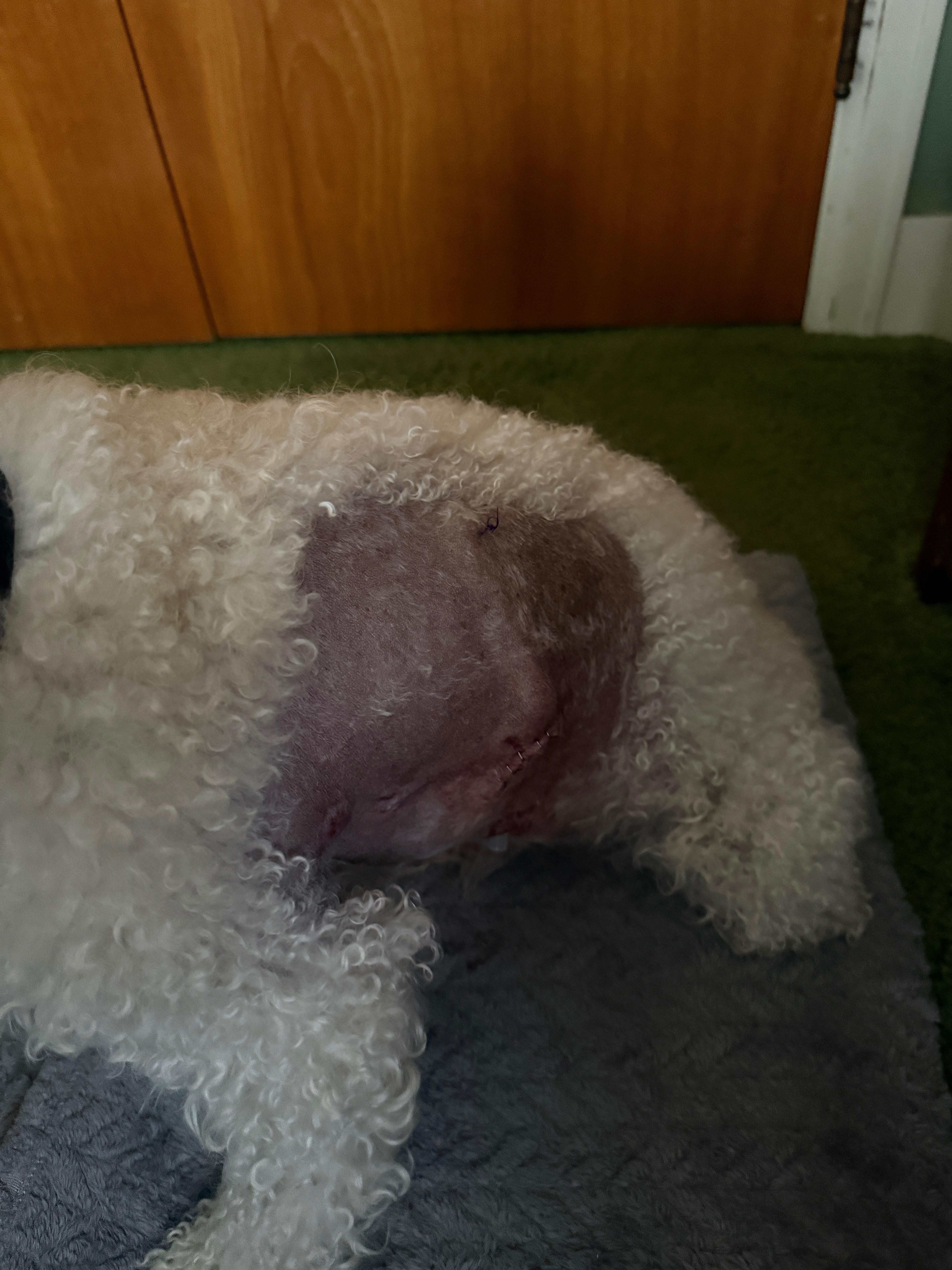 Aid for Kaitlyn's Dog's Recovery After Attack campaign photo, 4 of 8