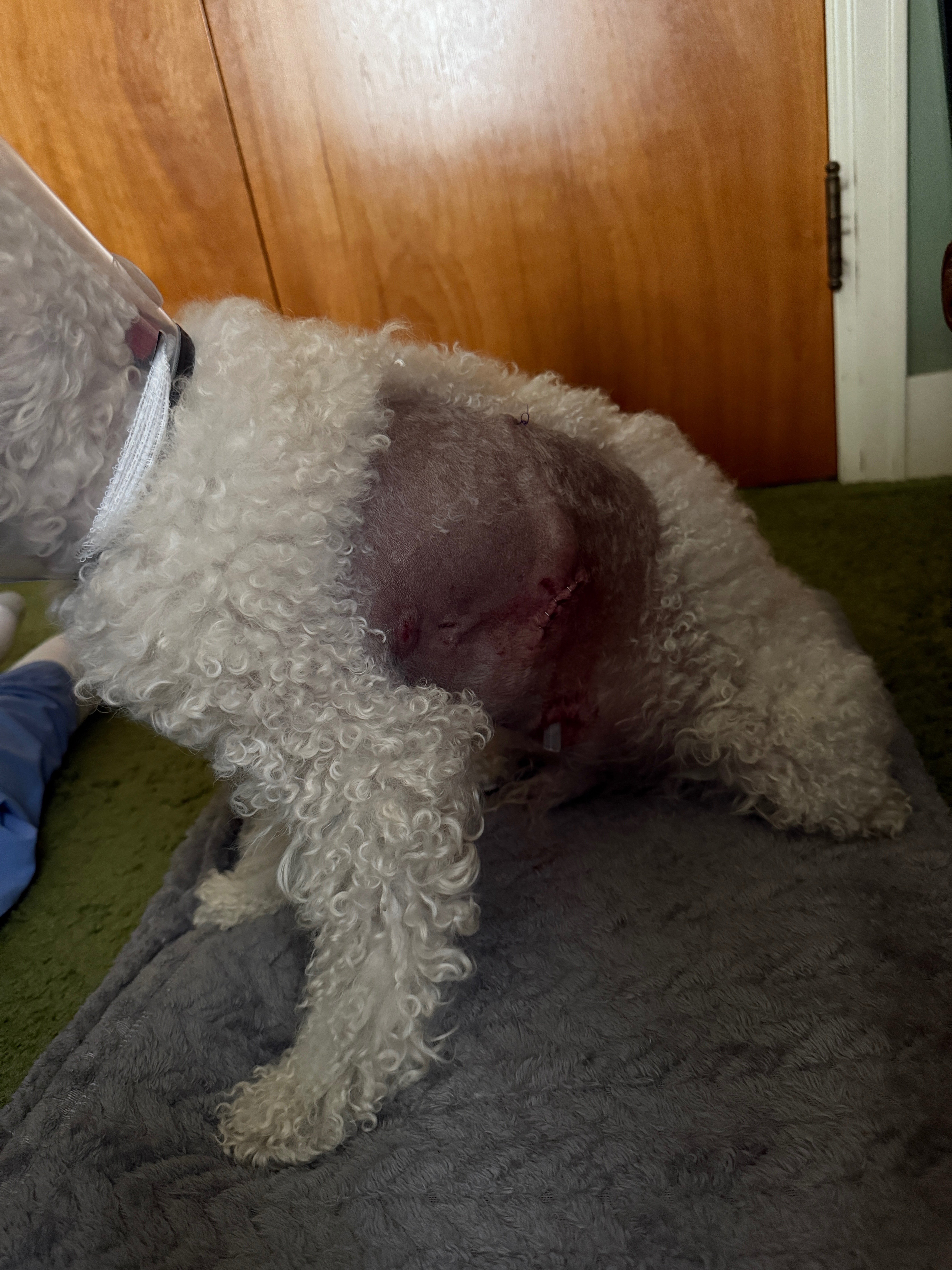 Aid for Kaitlyn's Dog's Recovery After Attack campaign photo, 5 of 8