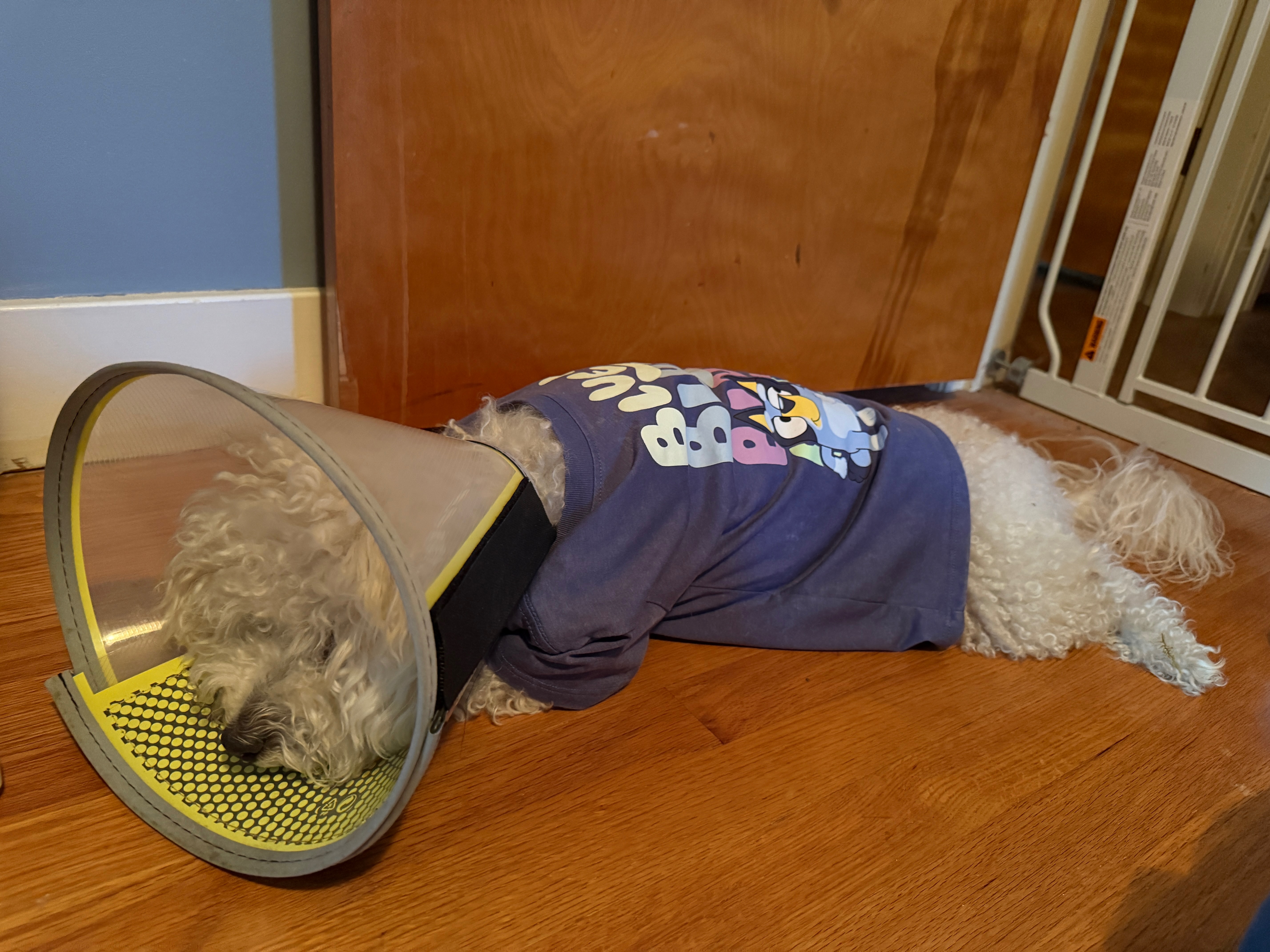 Aid for Kaitlyn's Dog's Recovery After Attack campaign photo, 6 of 8