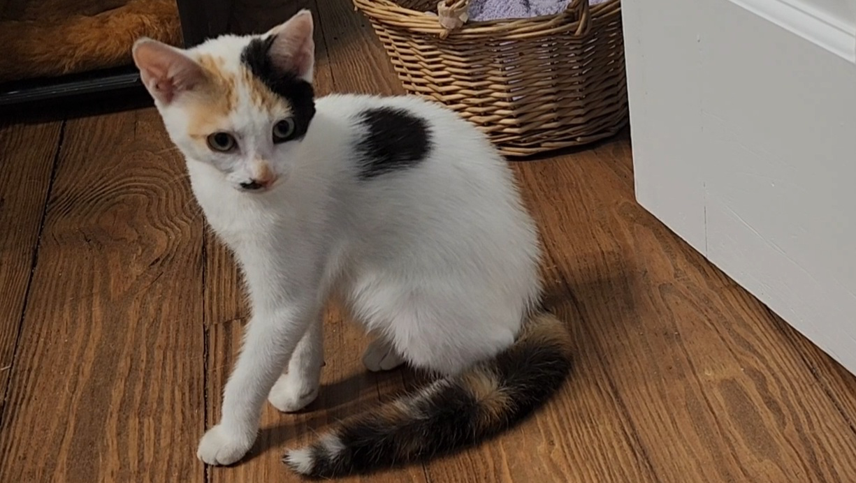 HELP ROOTSNWHISKERS CREATE A SAFE HAVEN FOR CATS photo