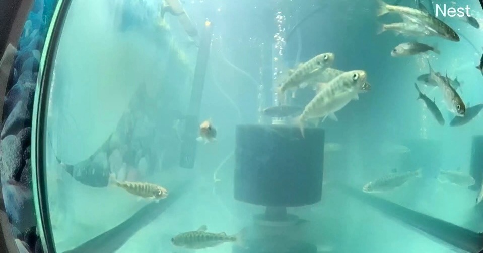 Fund Aquarium Equipment for Salmon In the Classroom Program campaign photo, 5 of 8