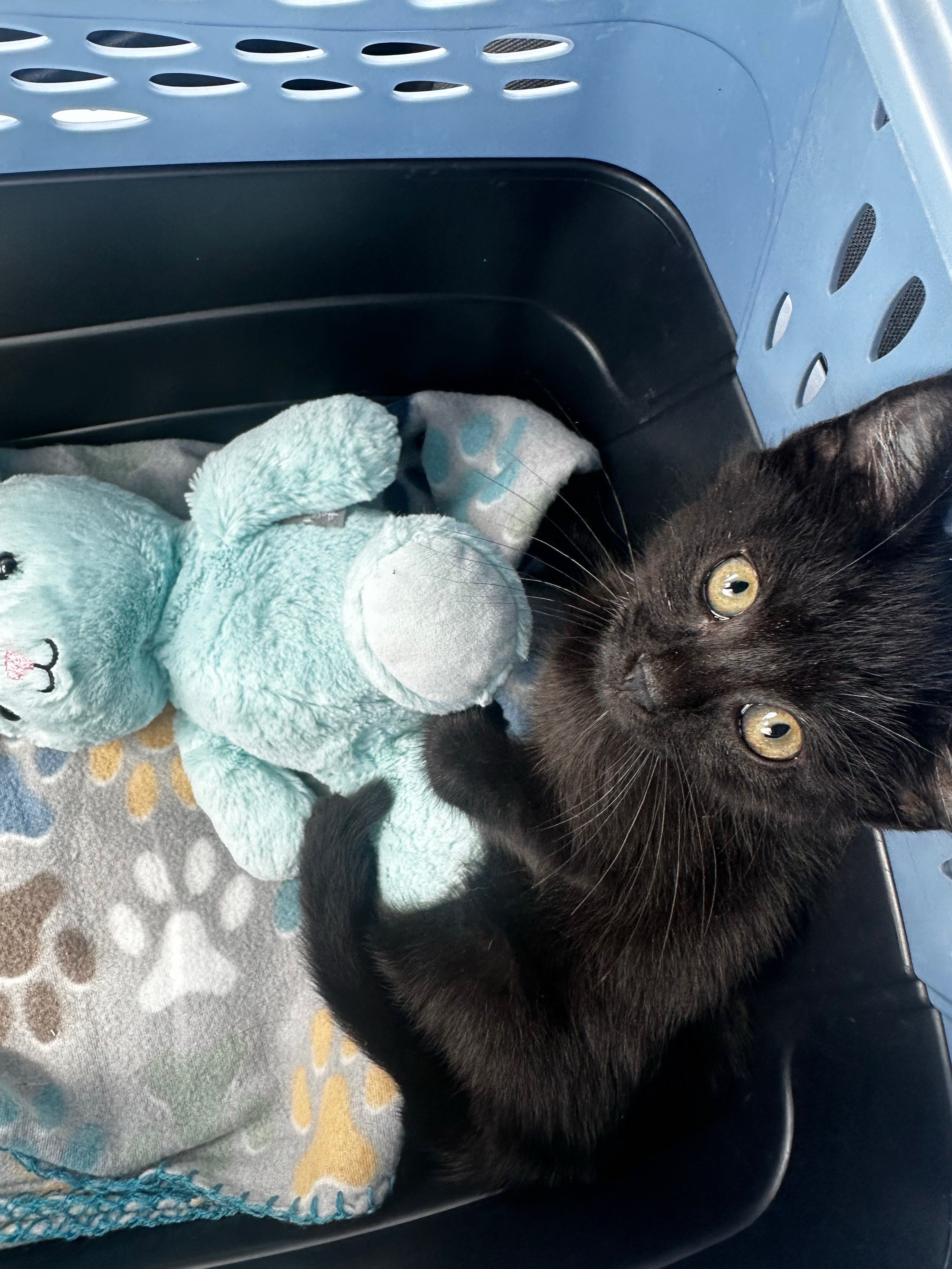 Poe's Path to Recovery Needs Your Help campaign photo, 2 of 8