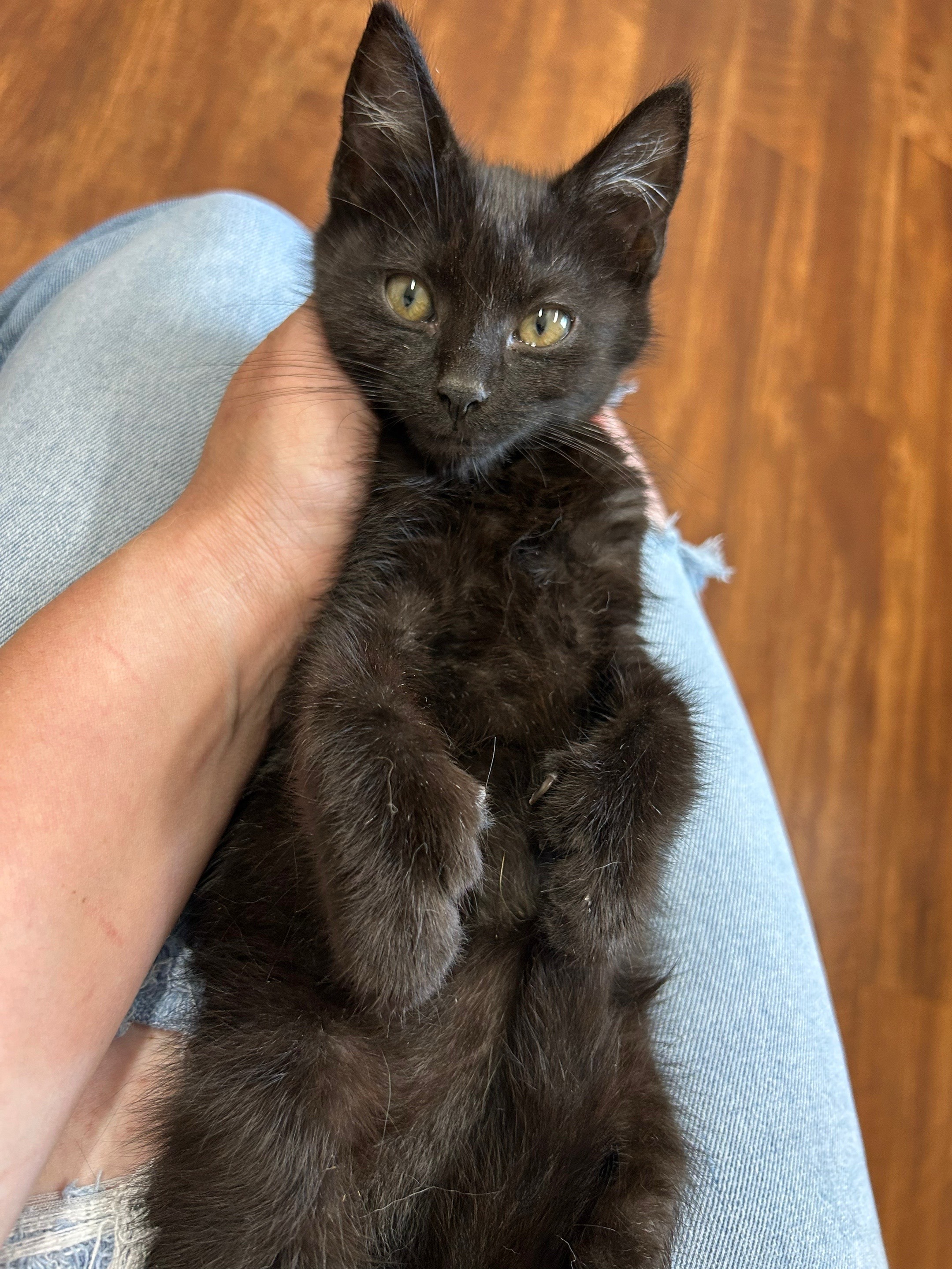 Poe's Path to Recovery Needs Your Help campaign photo, 7 of 8