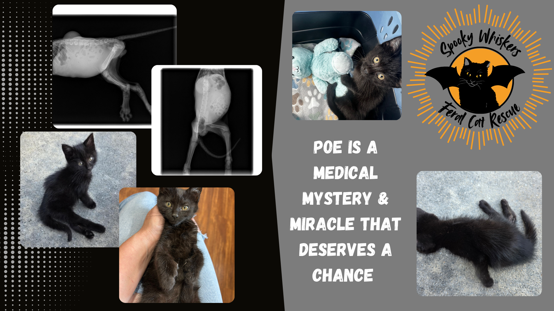 Poe's Path to Recovery Needs Your Help campaign photo, 4 of 8