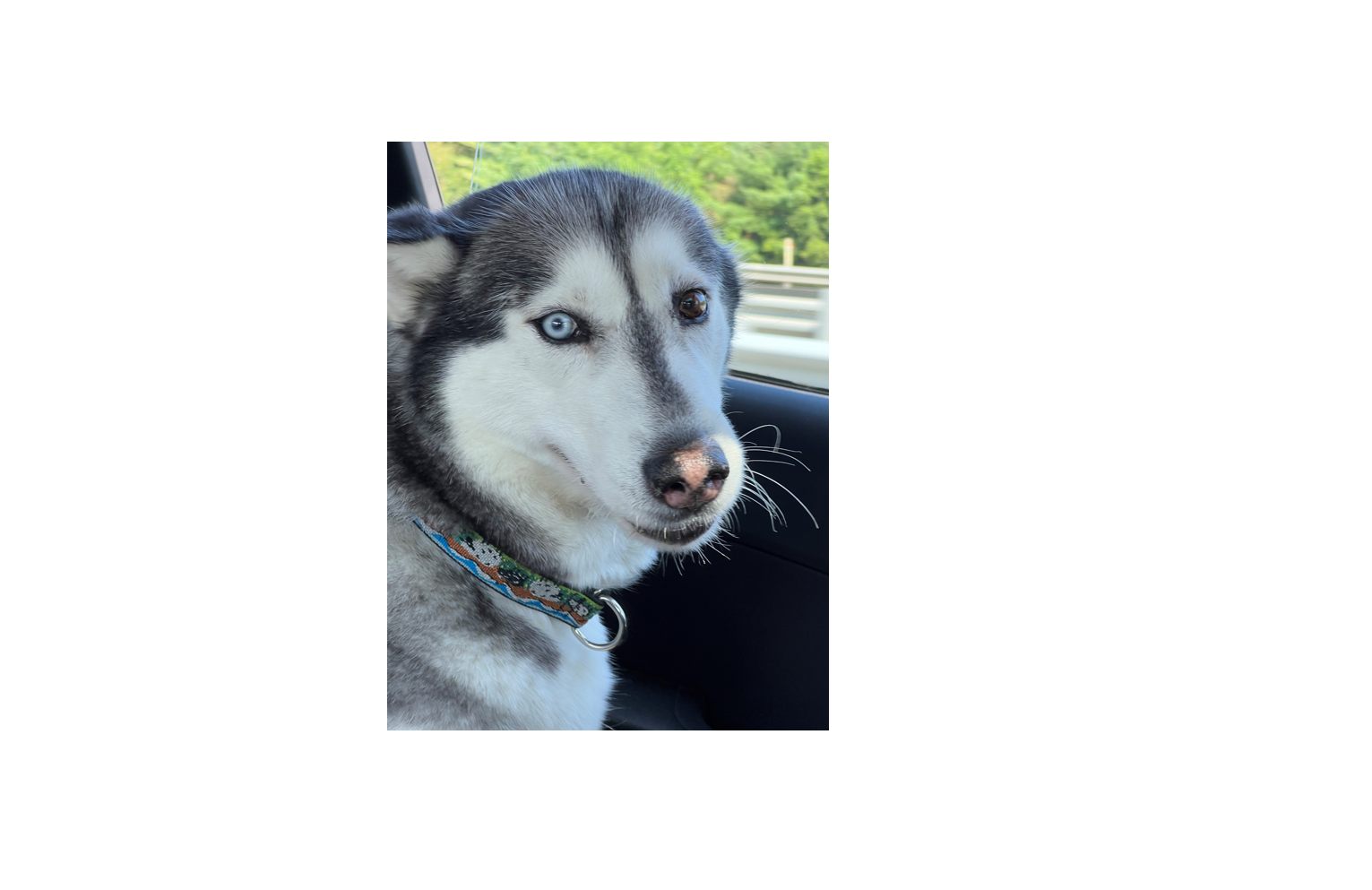 Give Luna a Chance at a Healthy Future campaign photo, 5 of 6