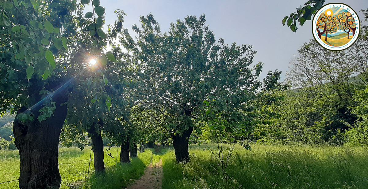 Foto della campagna Salviamo insieme i Gelsi di Urago, 6 di 7