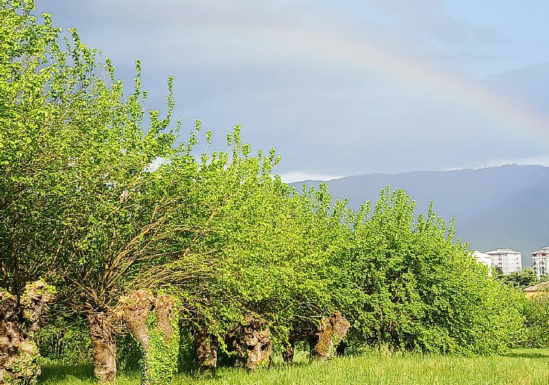 Foto della campagna Salviamo insieme i Gelsi di Urago, 2 di 7