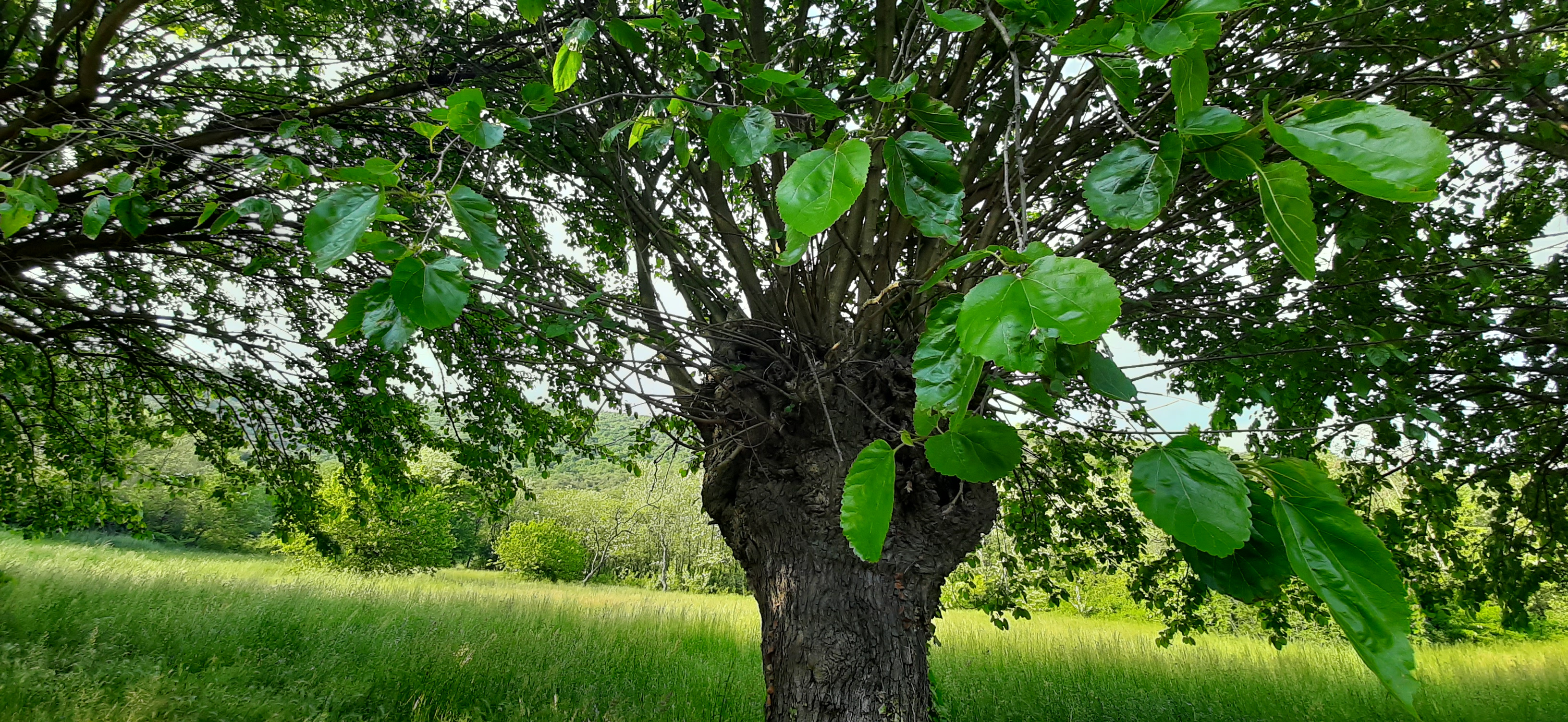 Foto della campagna Salviamo insieme i Gelsi di Urago, 4 di 7