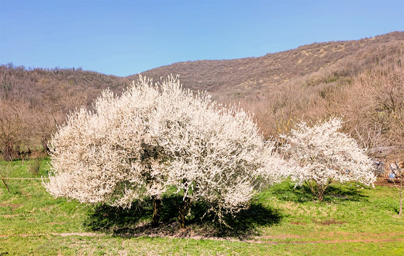 Foto della campagna Salviamo insieme i Gelsi di Urago, 5 di 7