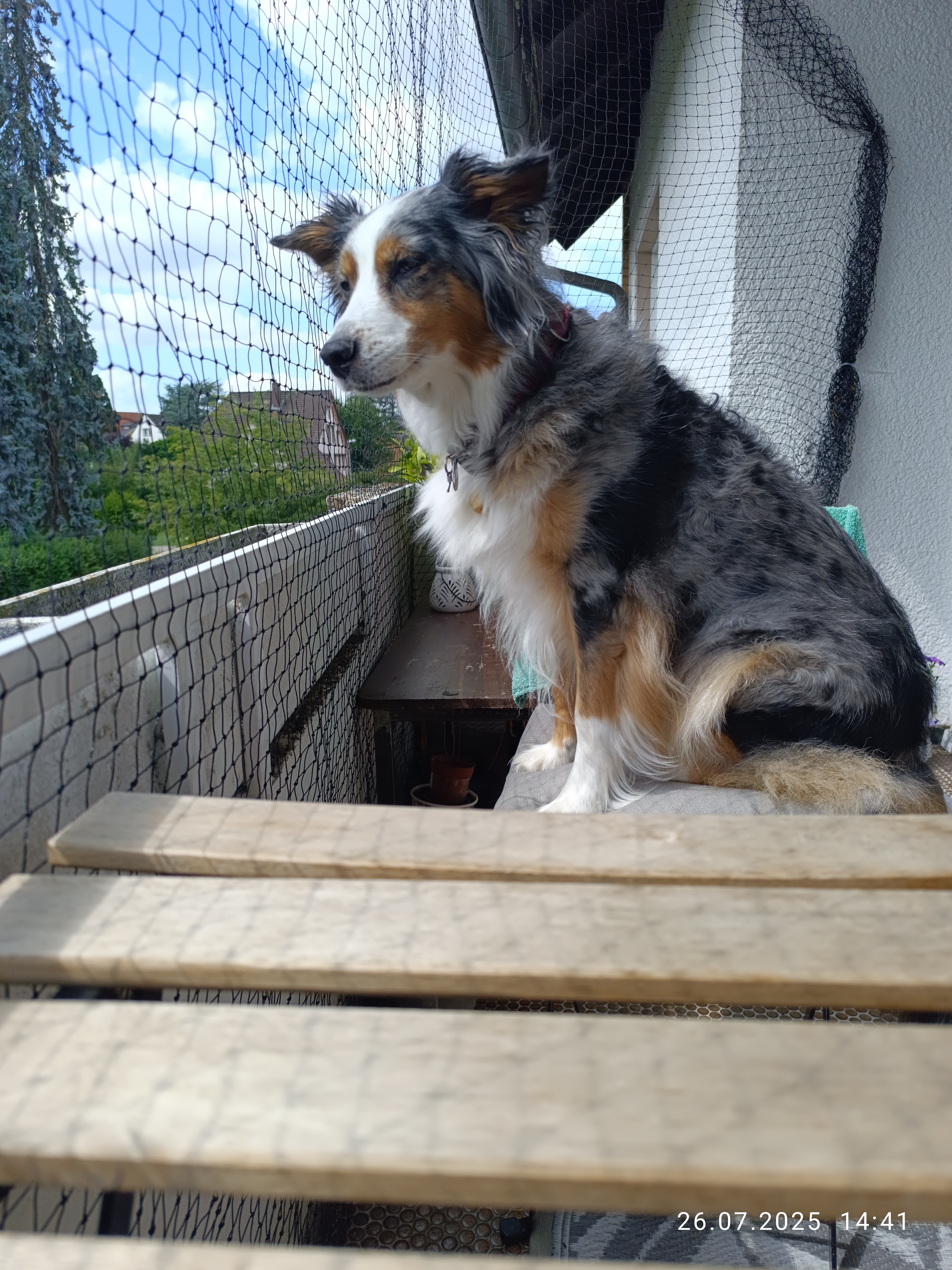 Zahn OP für Nala ❤️ ❤️❤️ Ger & Eng description campaign photo, 7 of 8