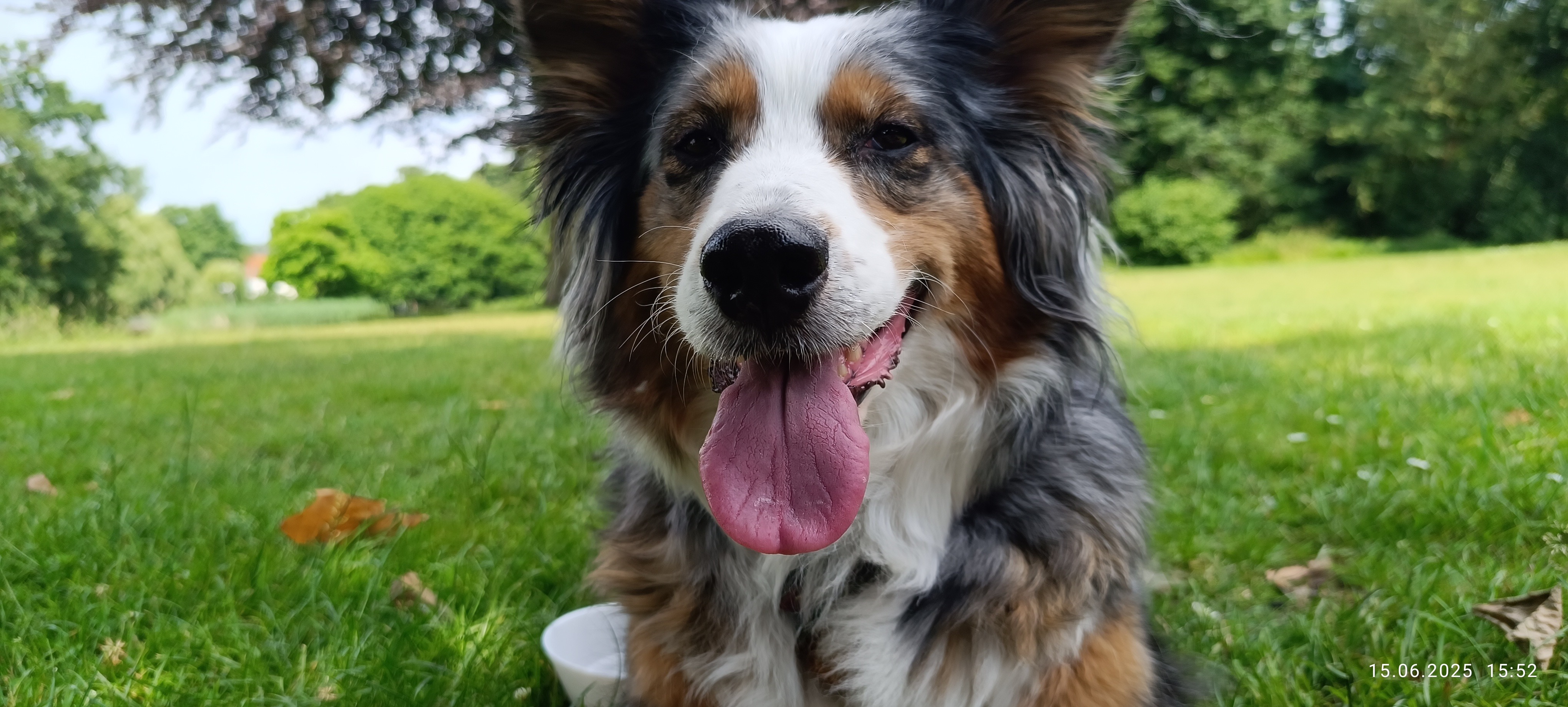 Zahn OP für Nala ❤️ ❤️❤️ Ger & Eng description campaign photo, 2 of 8