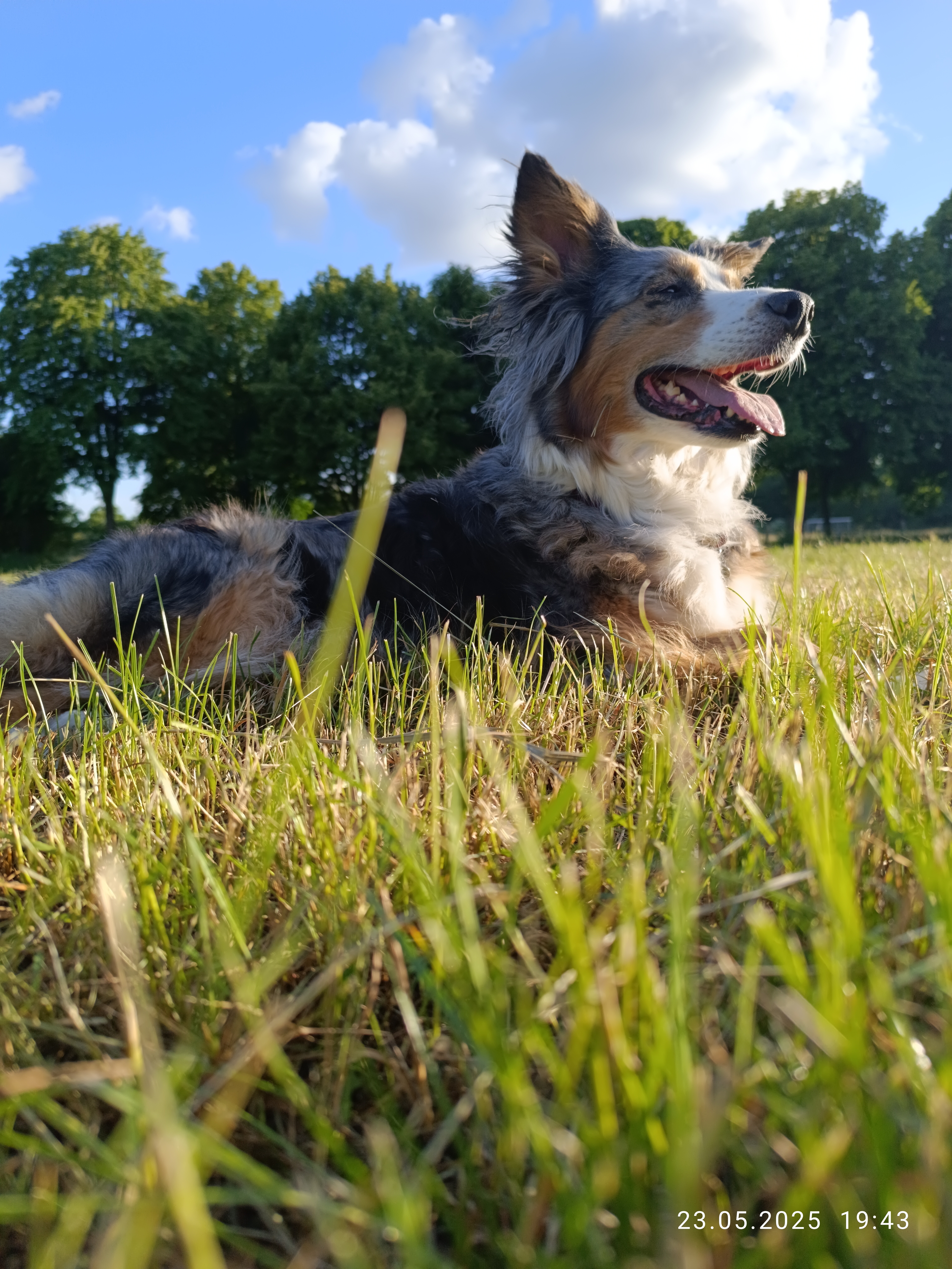 Zahn OP für Nala ❤️ ❤️❤️ Ger & Eng description campaign photo, 4 of 8