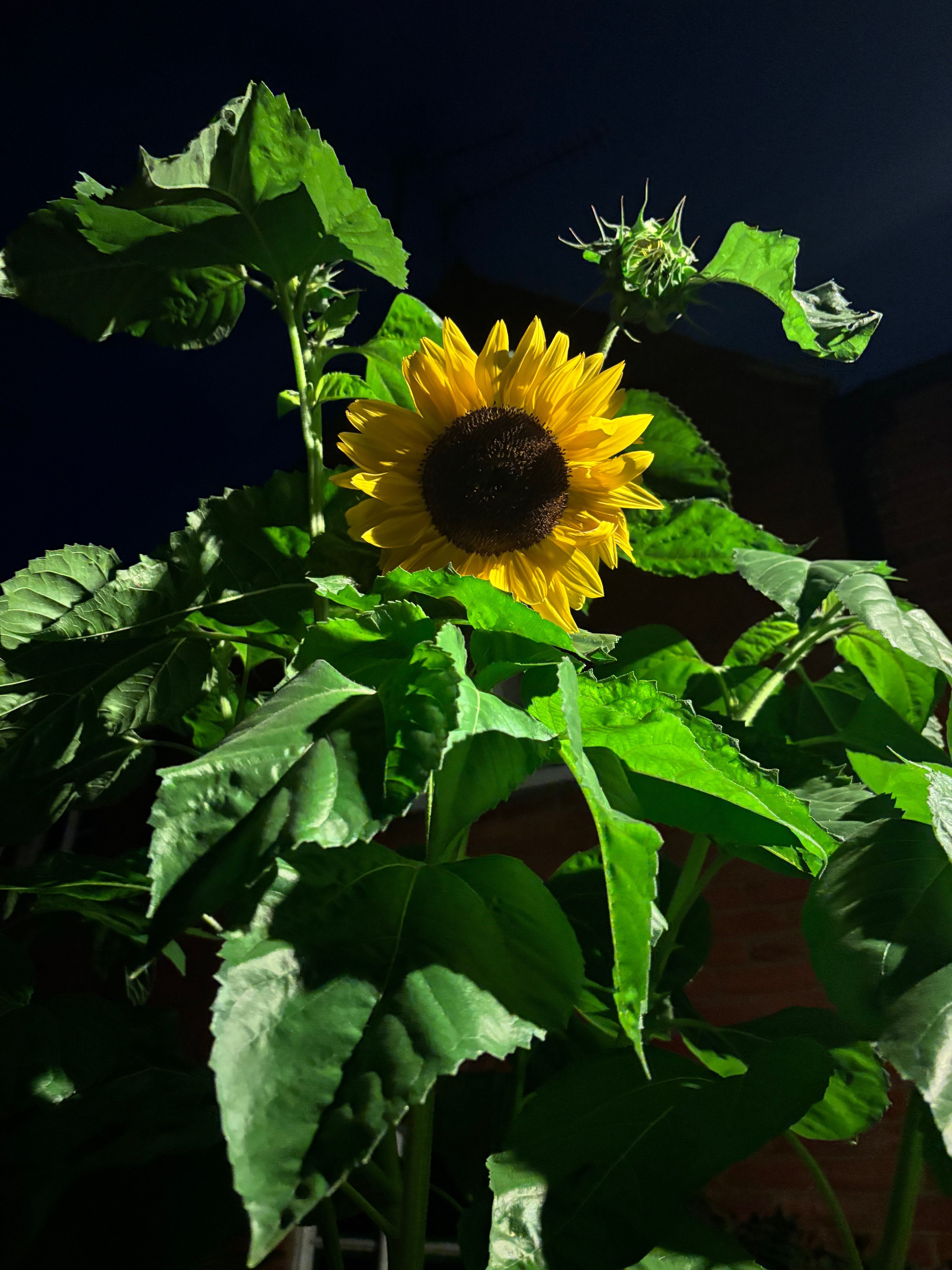 Prince Consort Community Garden campaign photo, 2 of 4