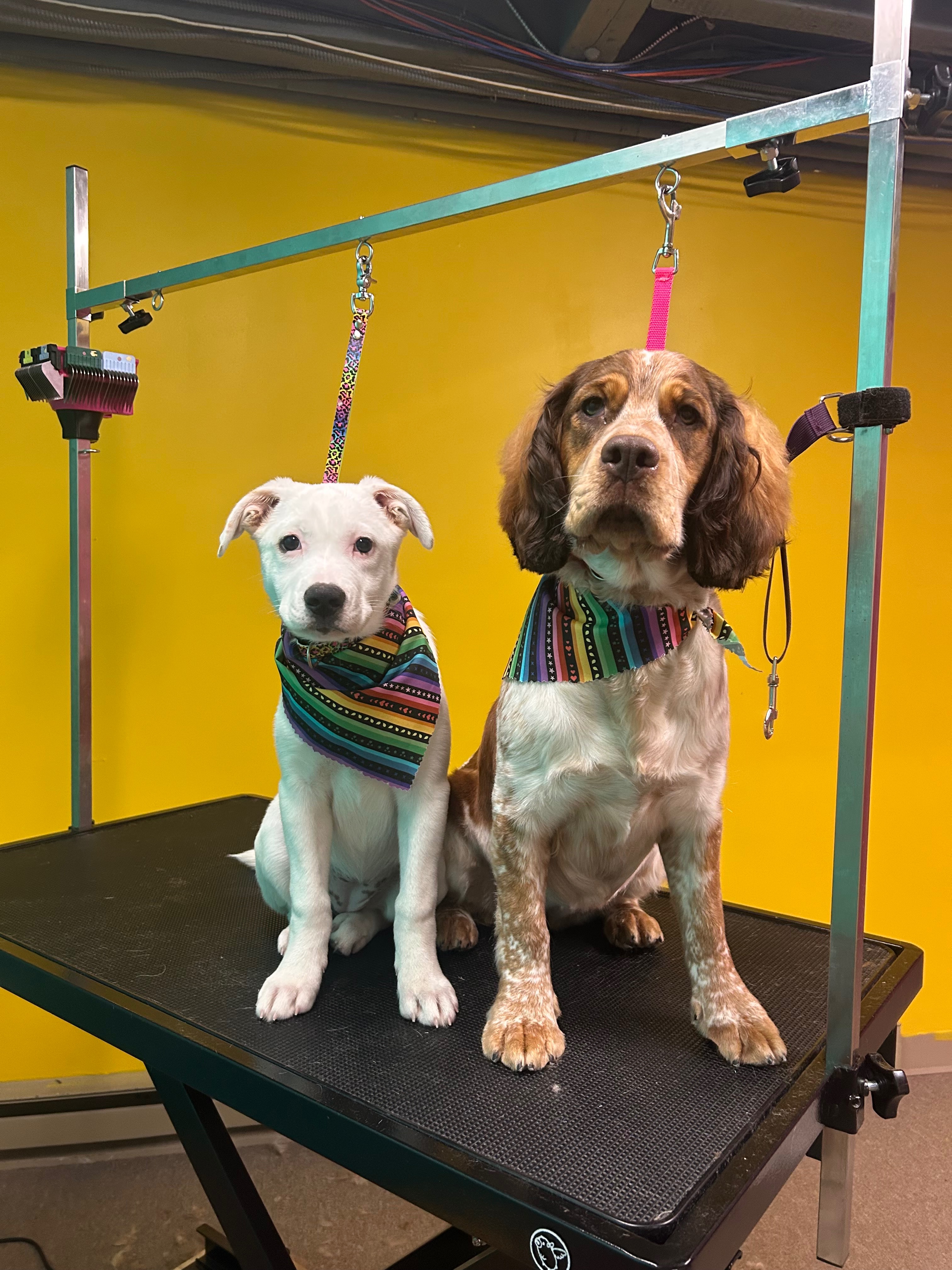 Help Maple and Pearl Fight Parvovirus campaign photo, 2 of 5