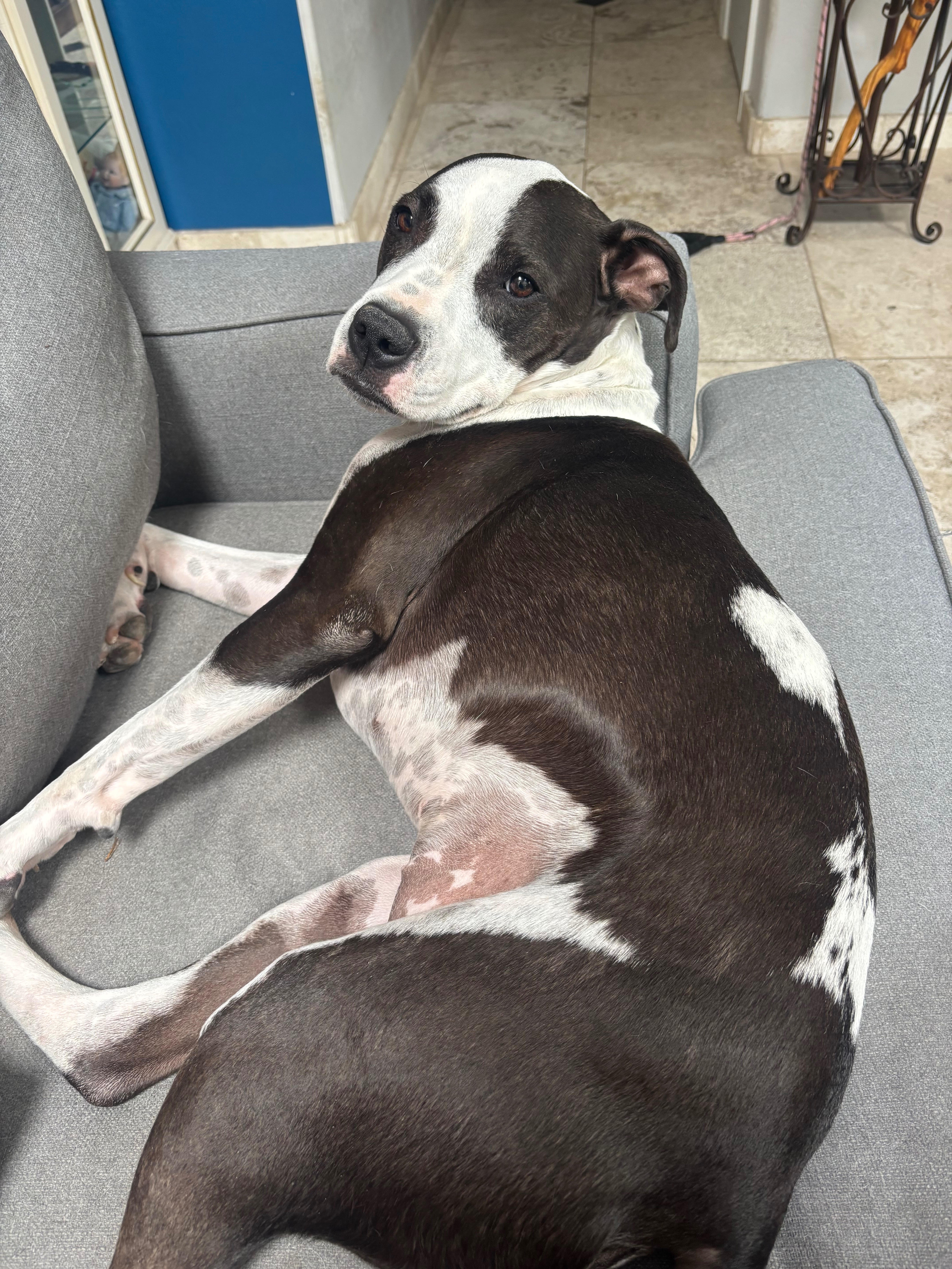 Help Daisy Recover & Keep Tevia’s Heart Whole campaign photo, 7 of 8