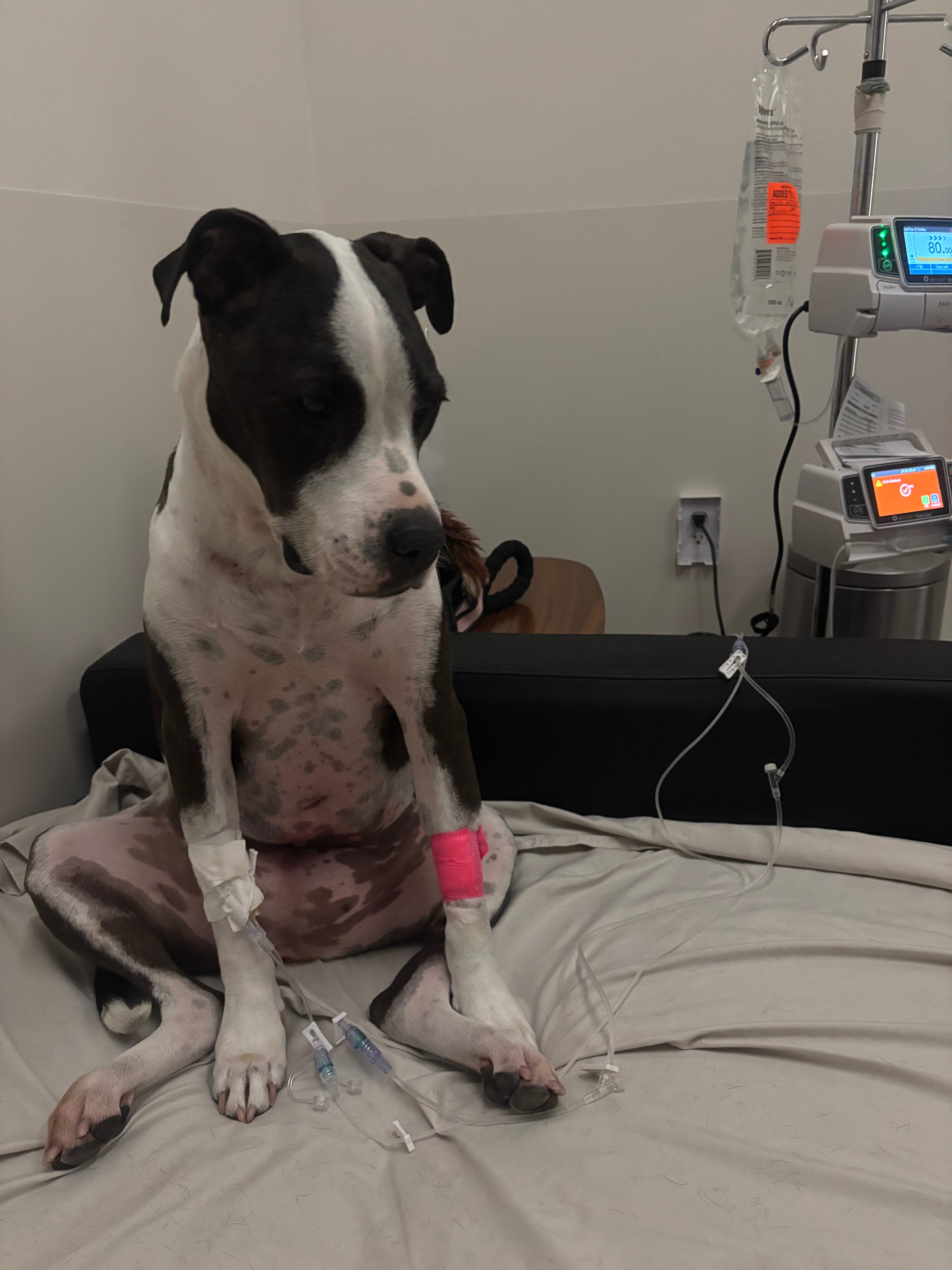 Help Daisy Recover & Keep Tevia’s Heart Whole campaign photo, 5 of 8