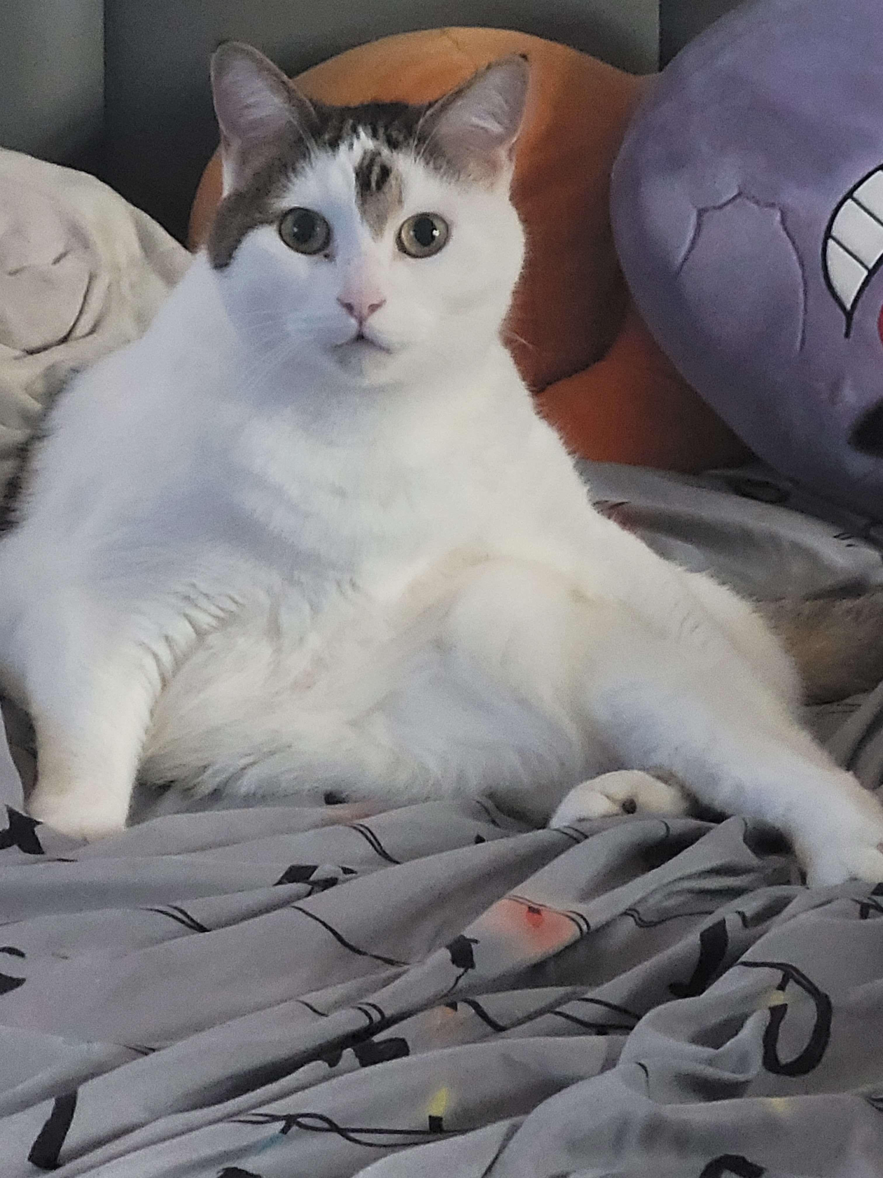 Help Emily get some breathing room so she can help her cats campaign photo, 2 of 4