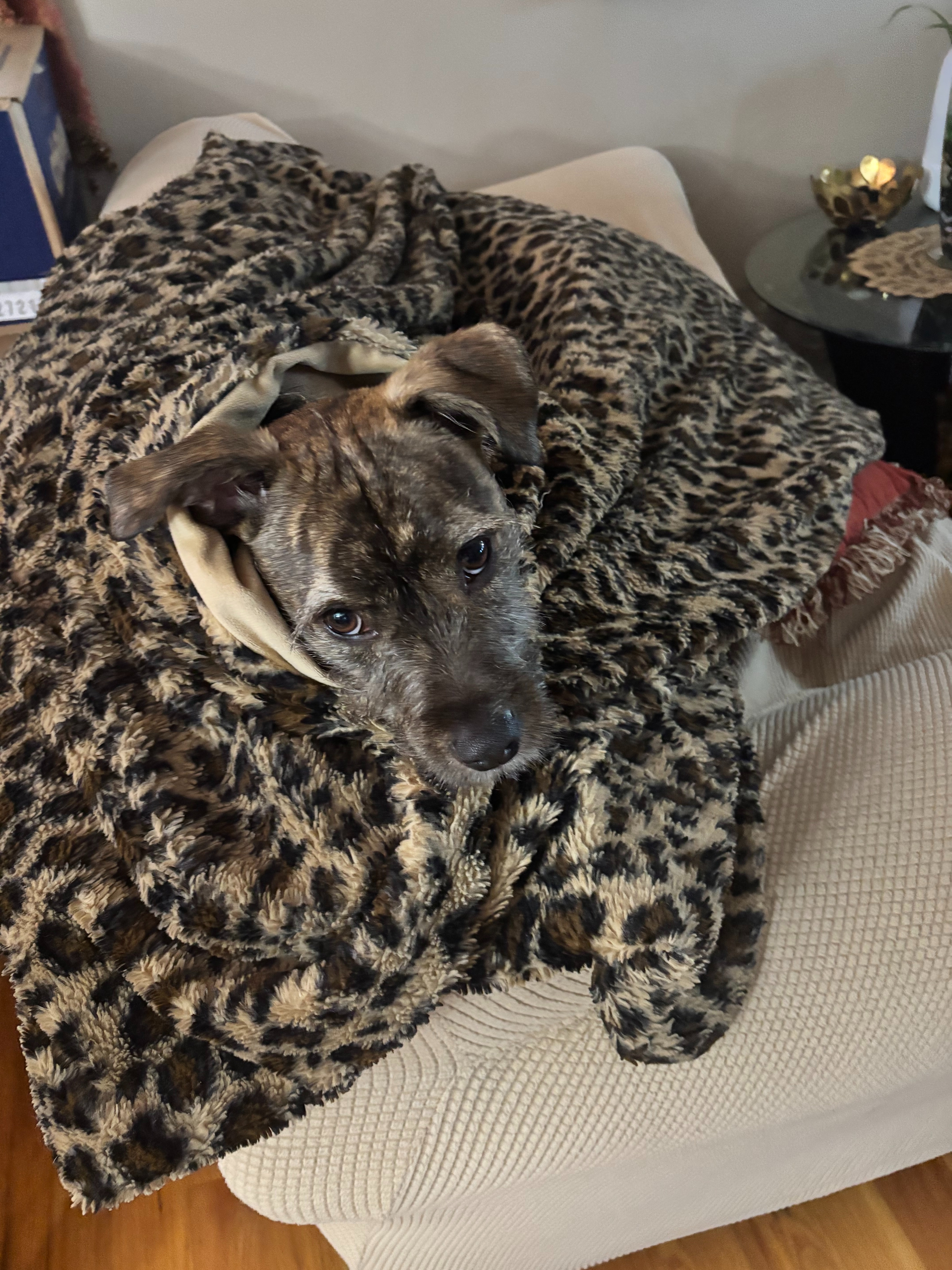 Help Stormy Breathe: Rescued Dog in Need campaign photo, 7 of 8