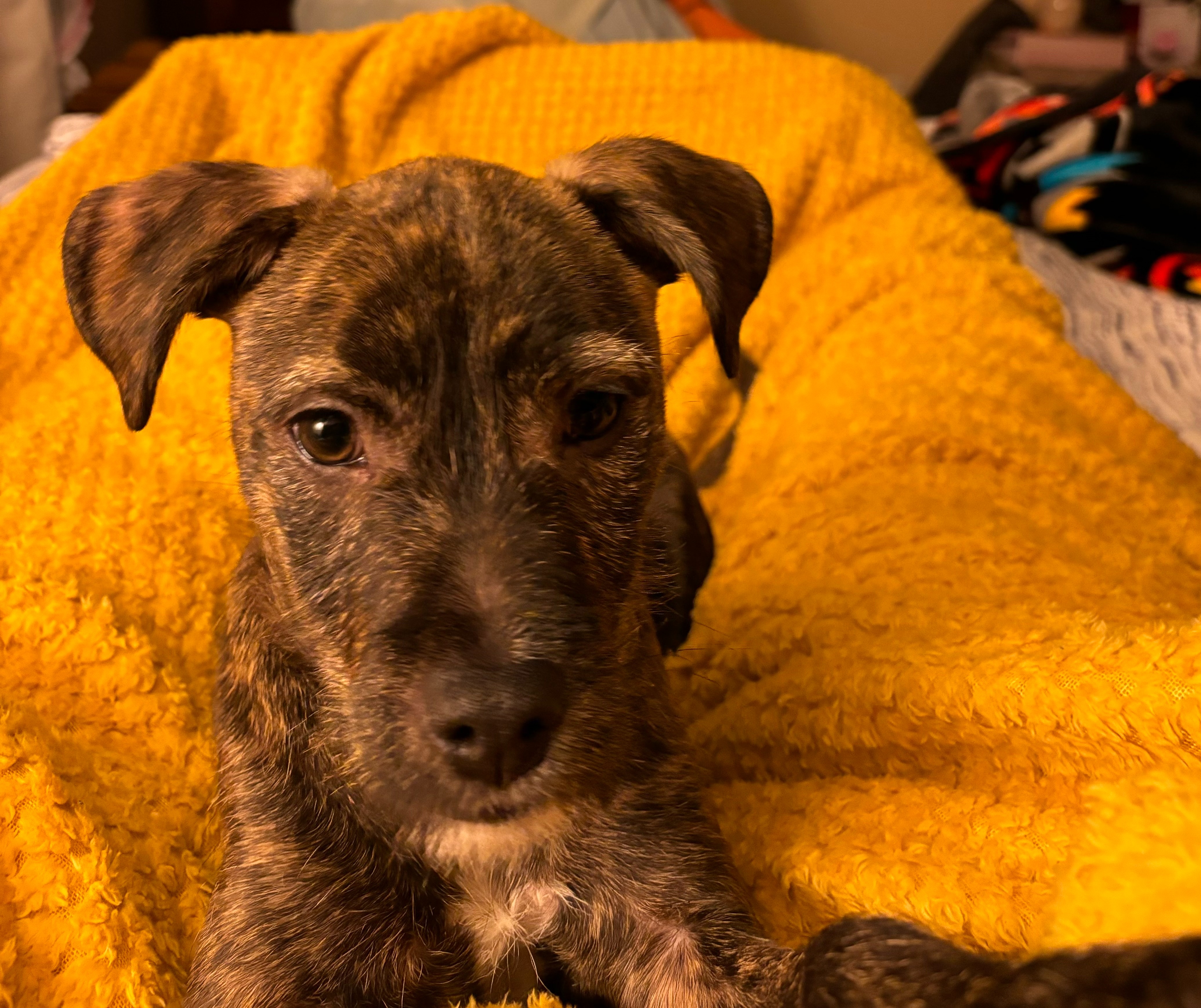 Help Stormy Breathe: Rescued Dog in Need campaign photo, 4 of 8