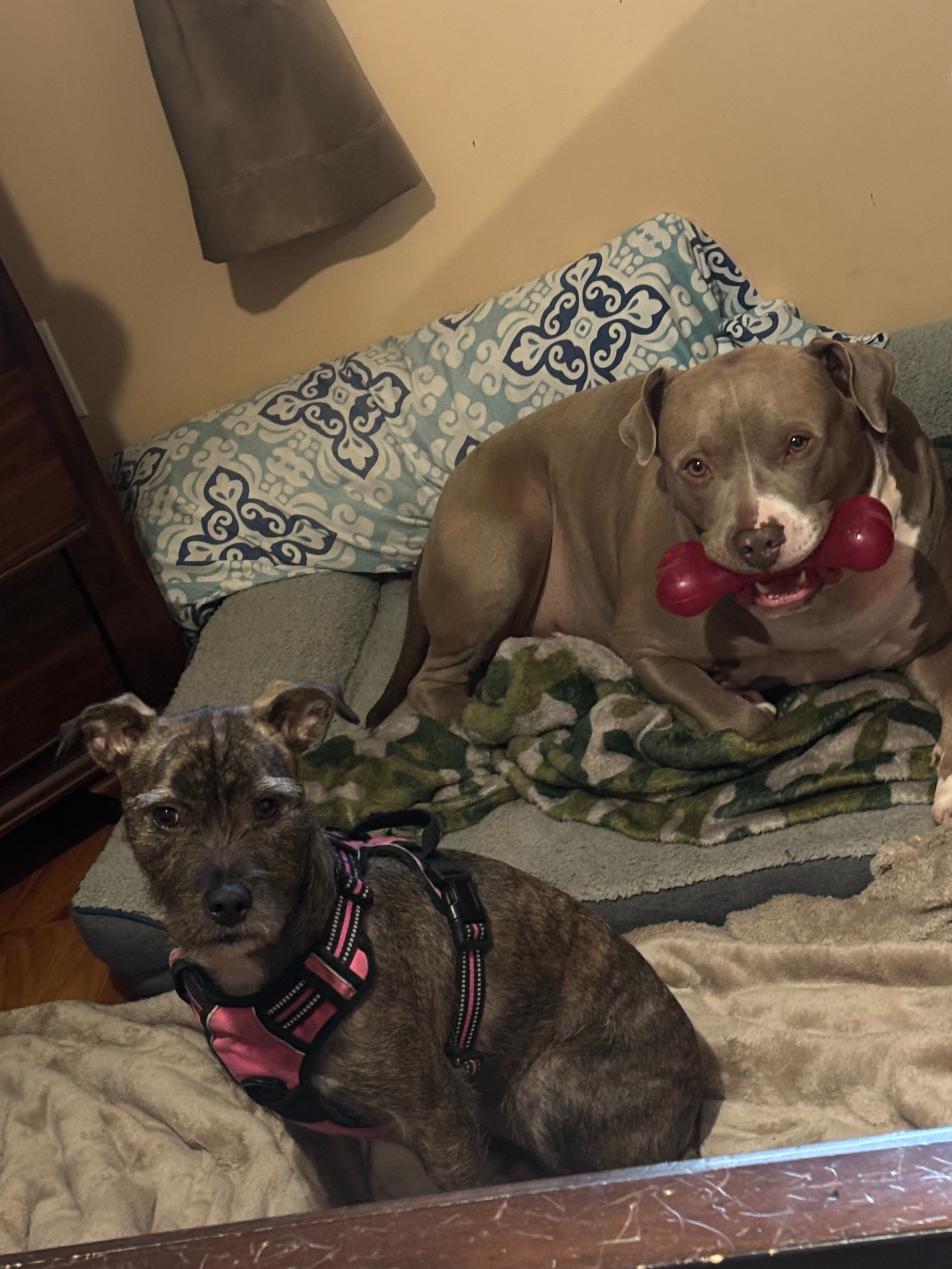 Help Stormy Breathe: Rescued Dog in Need campaign photo, 5 of 8