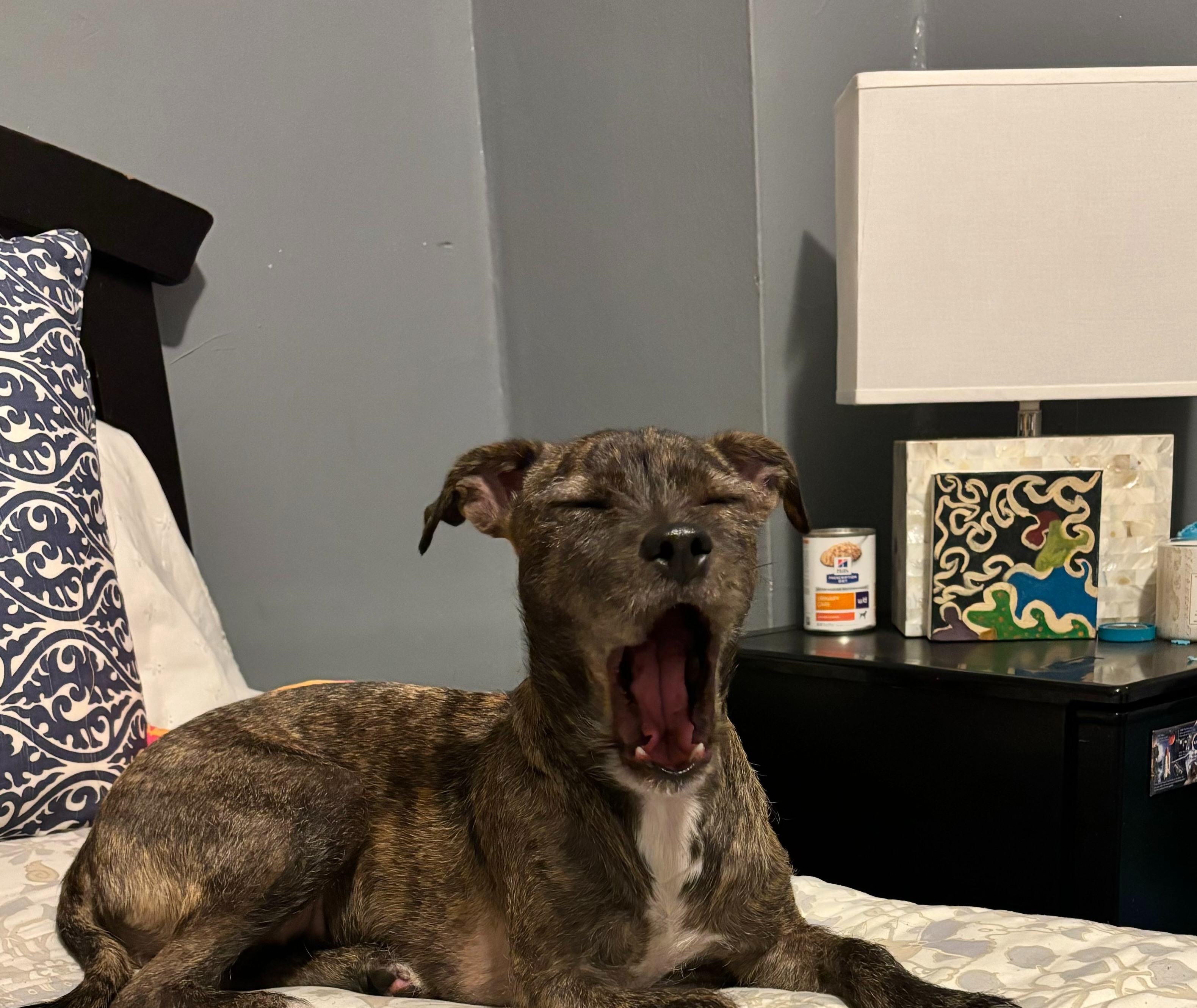 Help Stormy Breathe: Rescued Dog in Need campaign photo, 6 of 8