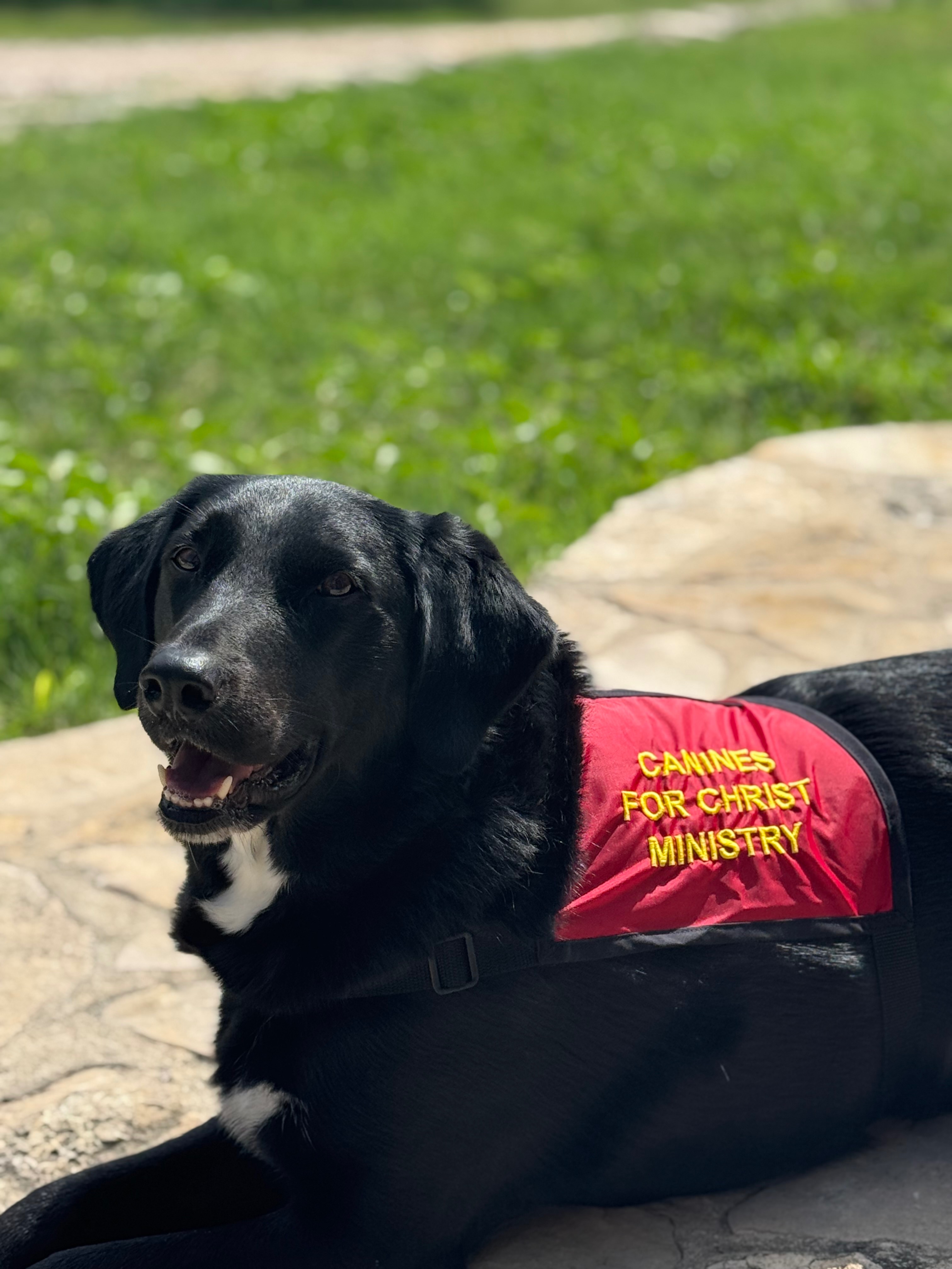 Save Yuka: Urgent Help Needed for Therapy Dog campaign photo, 6 of 7