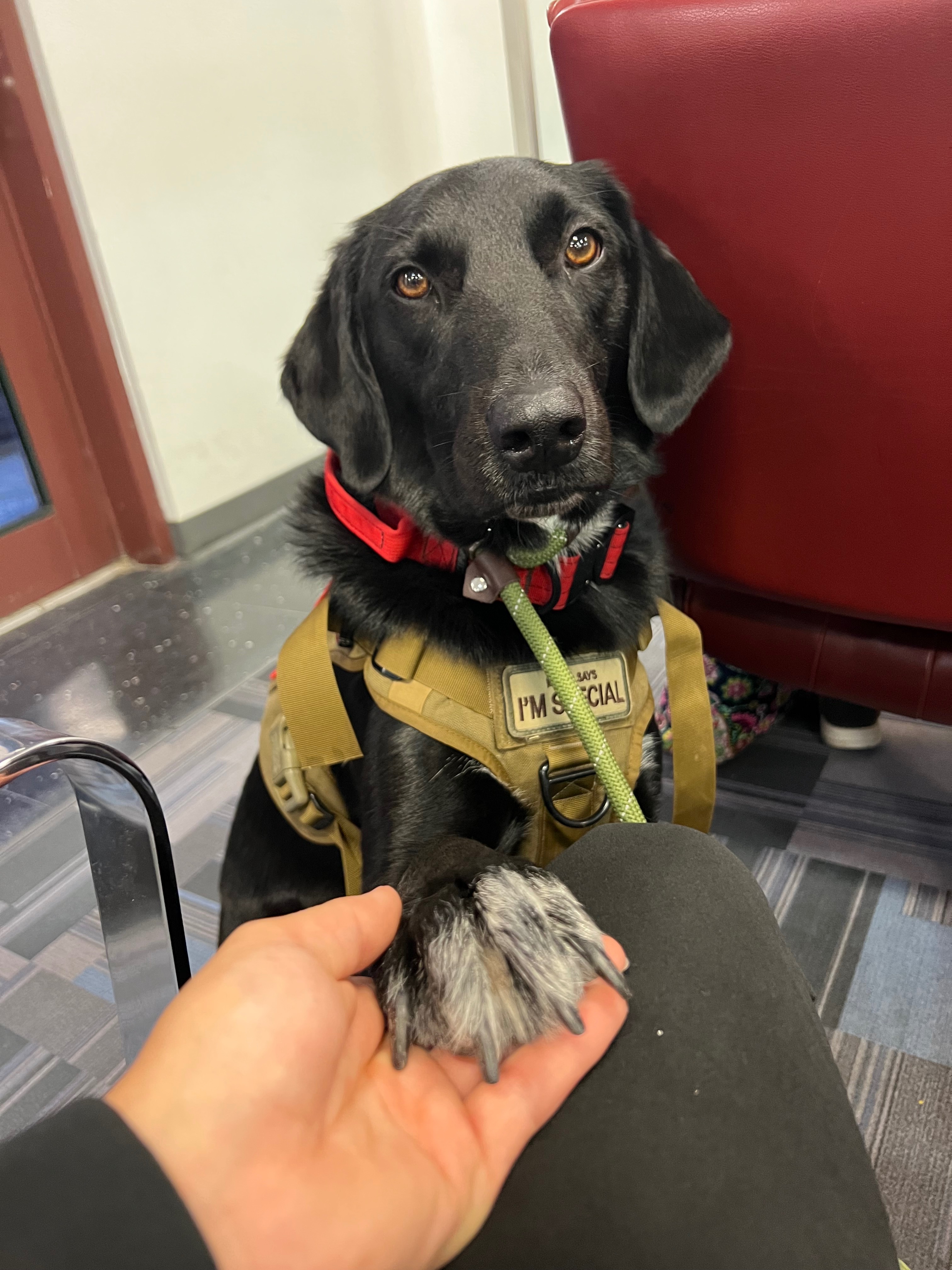 Save Yuka: Urgent Help Needed for Therapy Dog campaign photo, 4 of 7