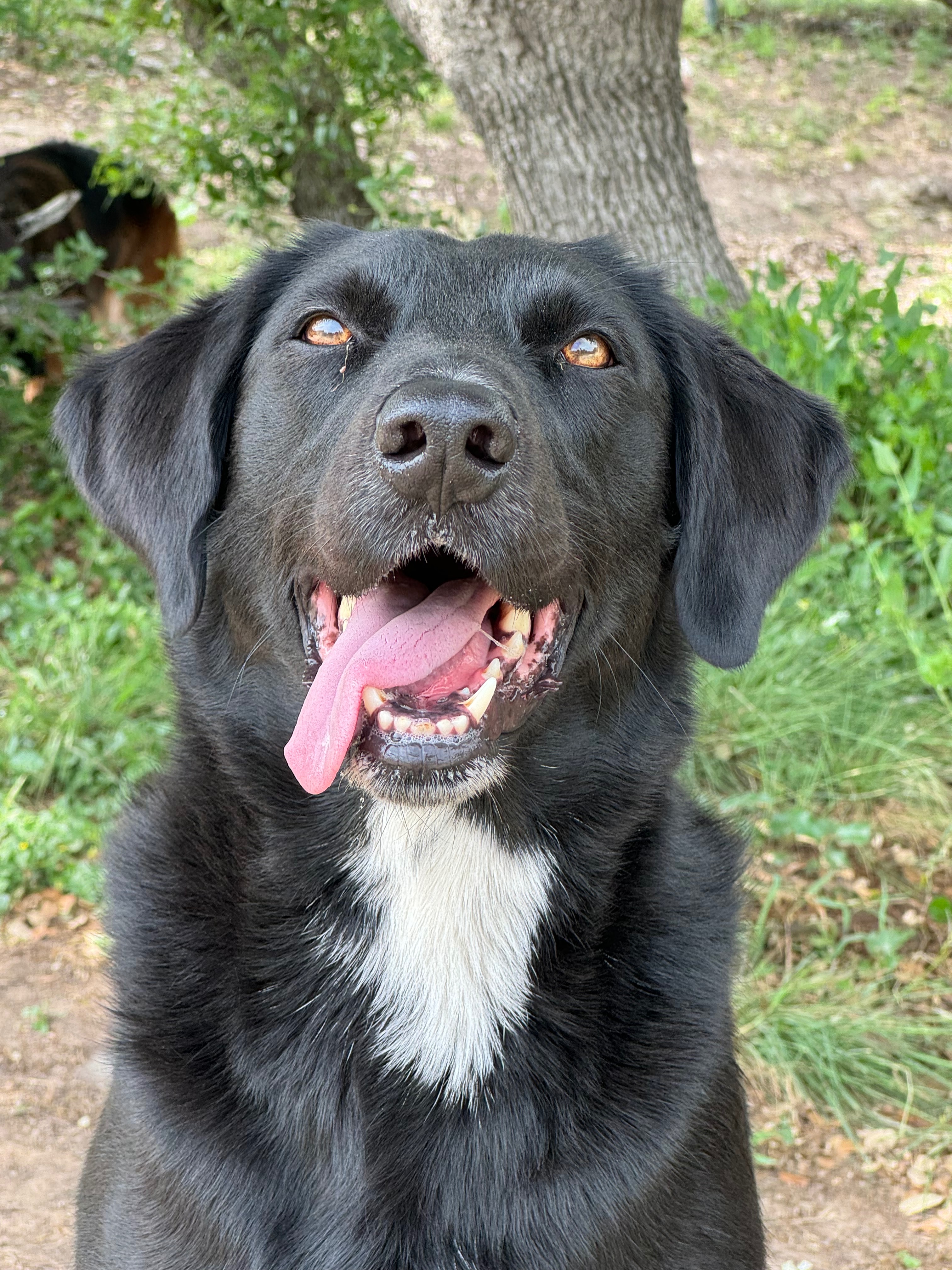 Save Yuka: Urgent Help Needed for Therapy Dog campaign photo, 5 of 7